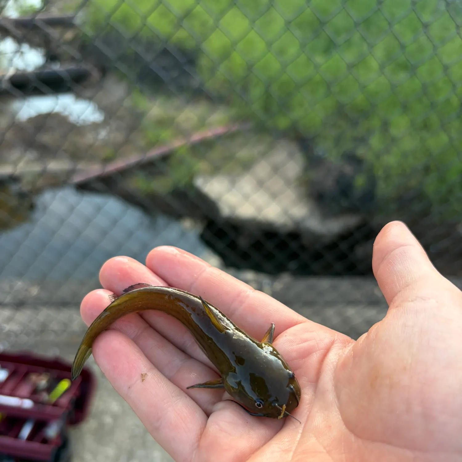 The most recent Tadpole madtom catches on Fishbrain