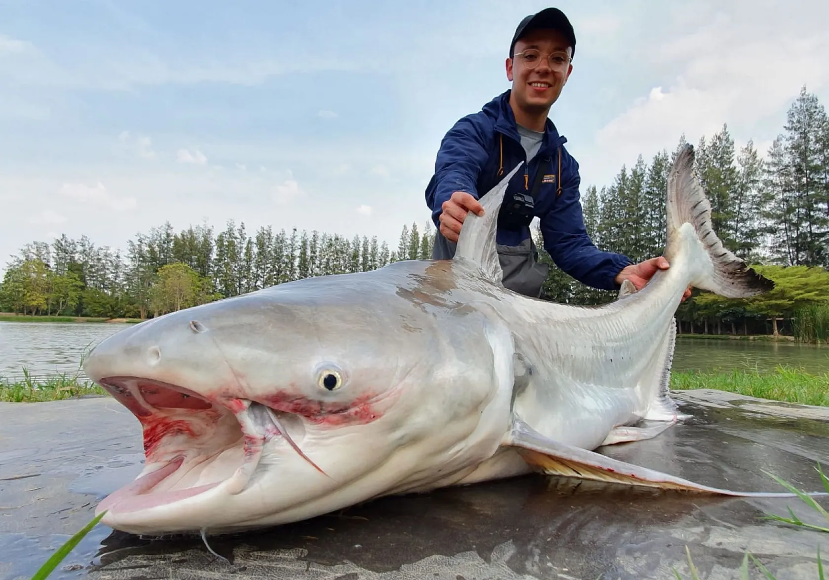 Mekong giant catfish