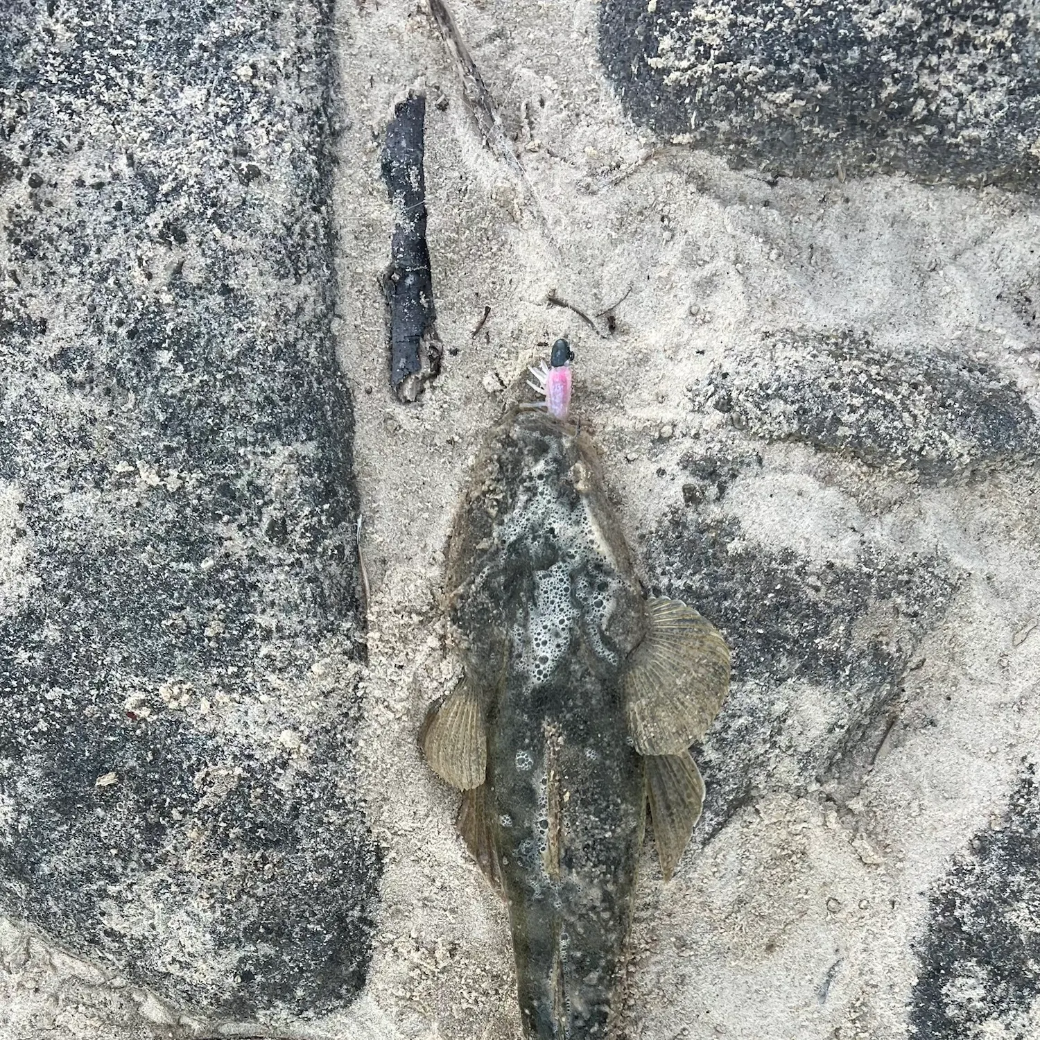 Dusky flathead caught on Fishbrain