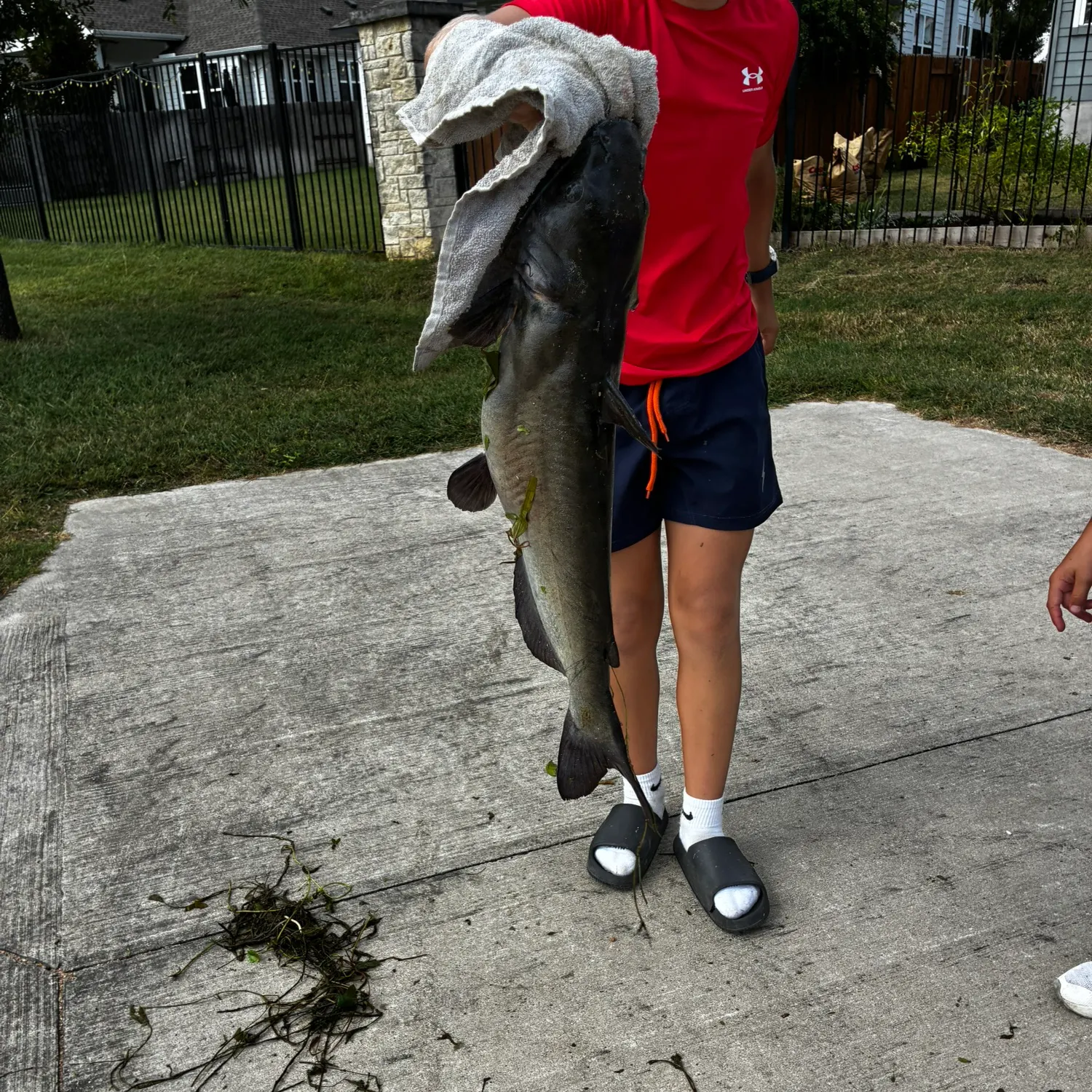 Channel catfish caught on Fishbrain