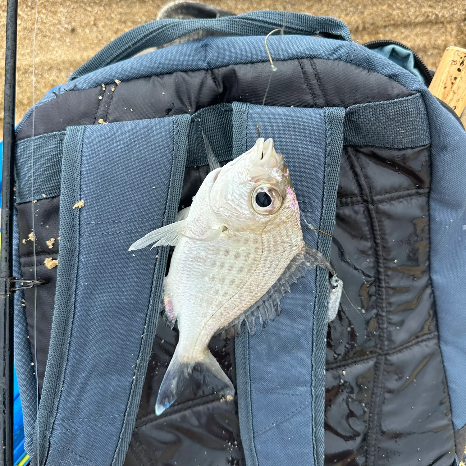 The most recent Javelin grunter catches on Fishbrain