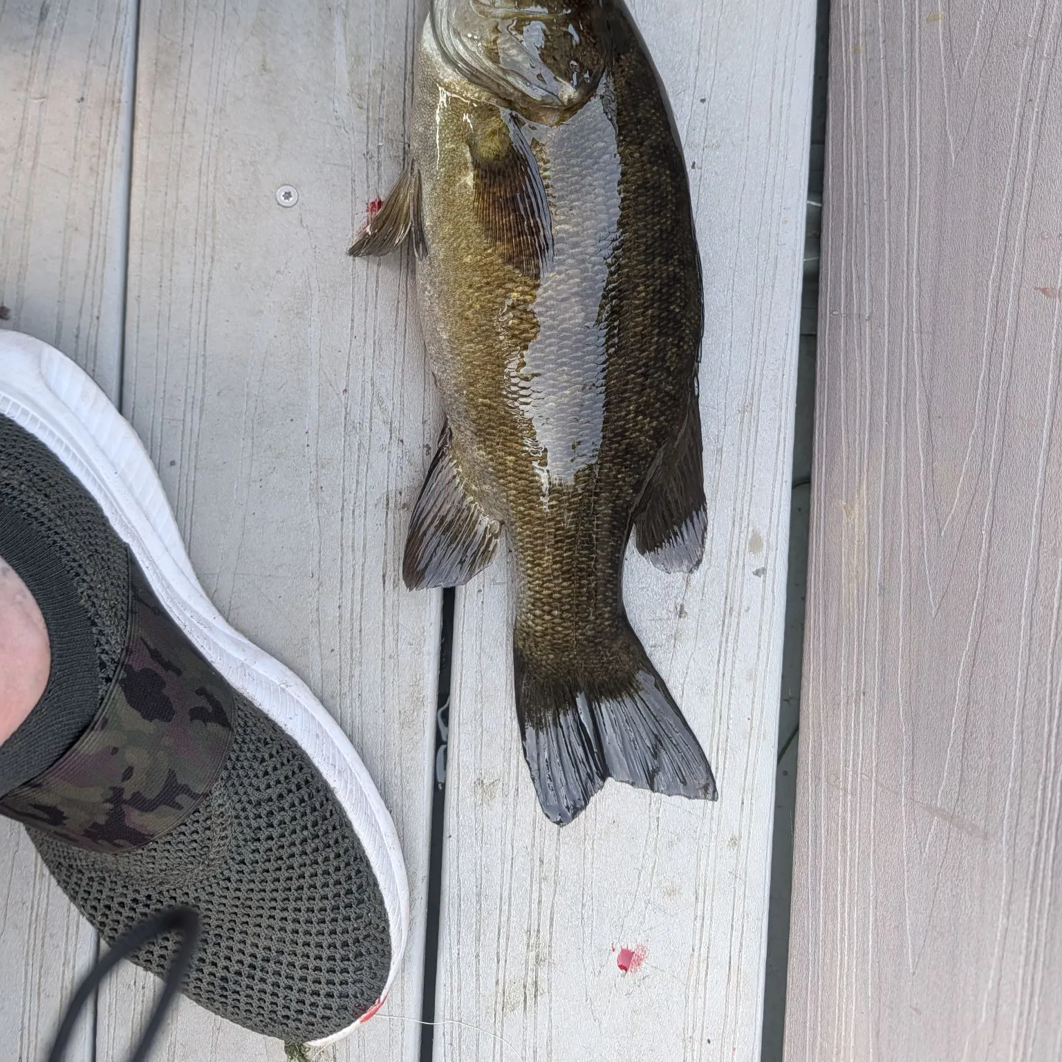 Smallmouth bass caught on Fishbrain
