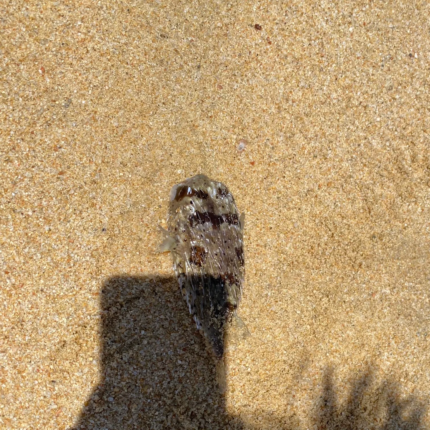 The most recent Bullseye puffer catches on Fishbrain