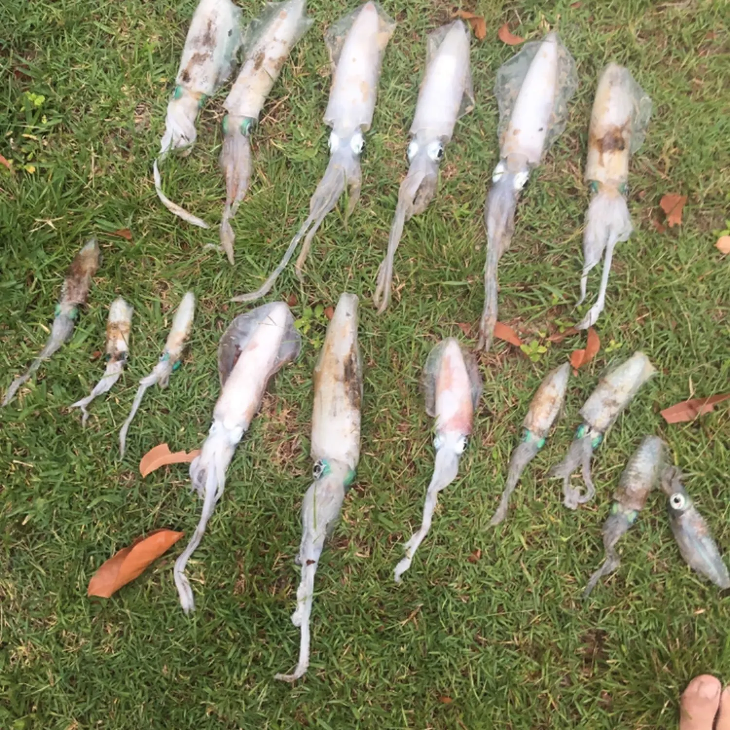 recently logged catches