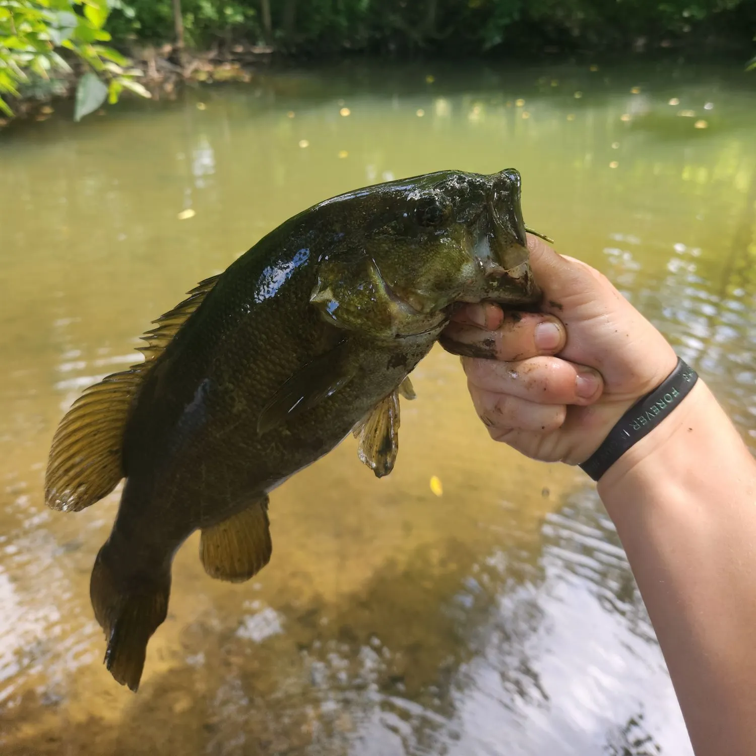 Smallmouth bass caught on Fishbrain
