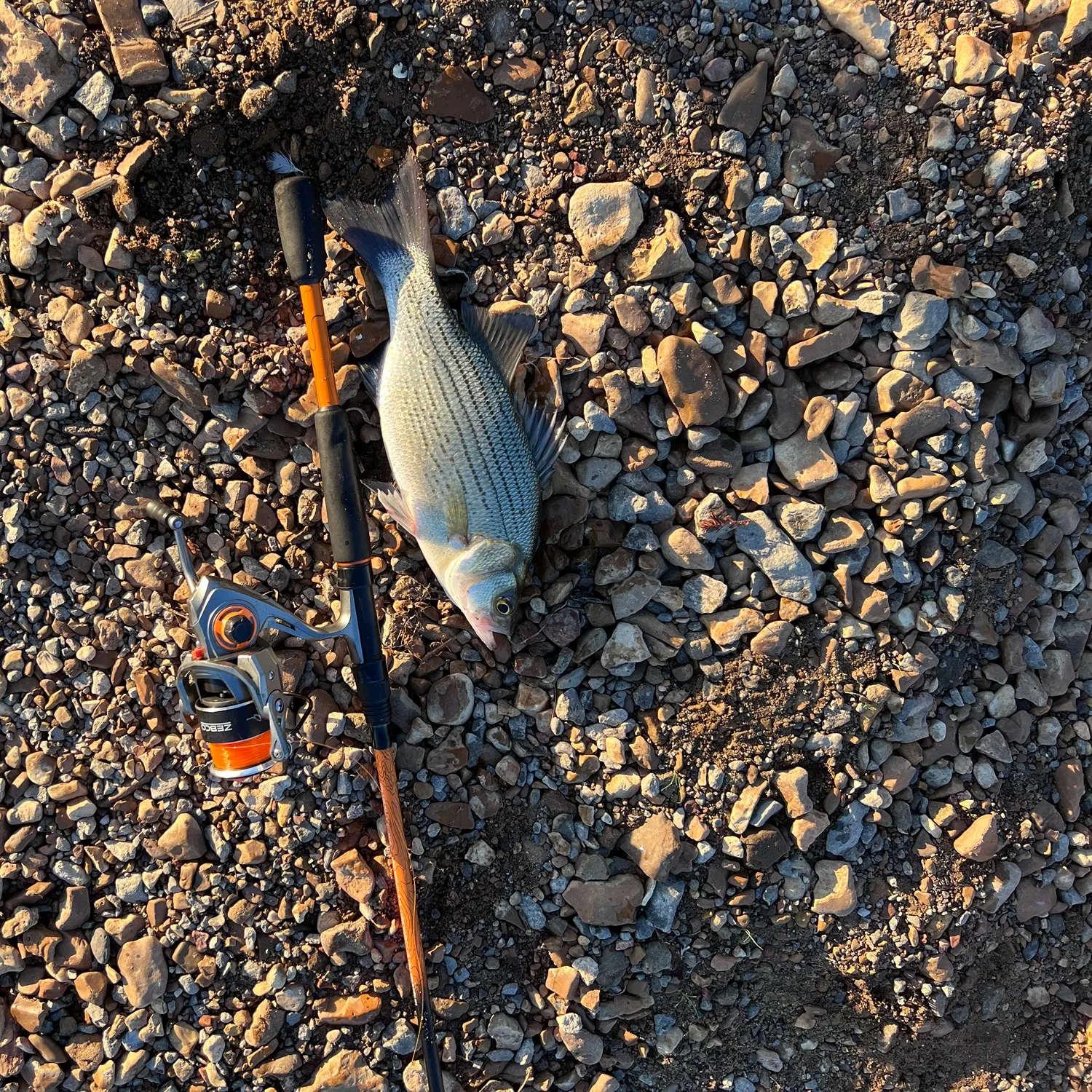 White bass caught on Fishbrain