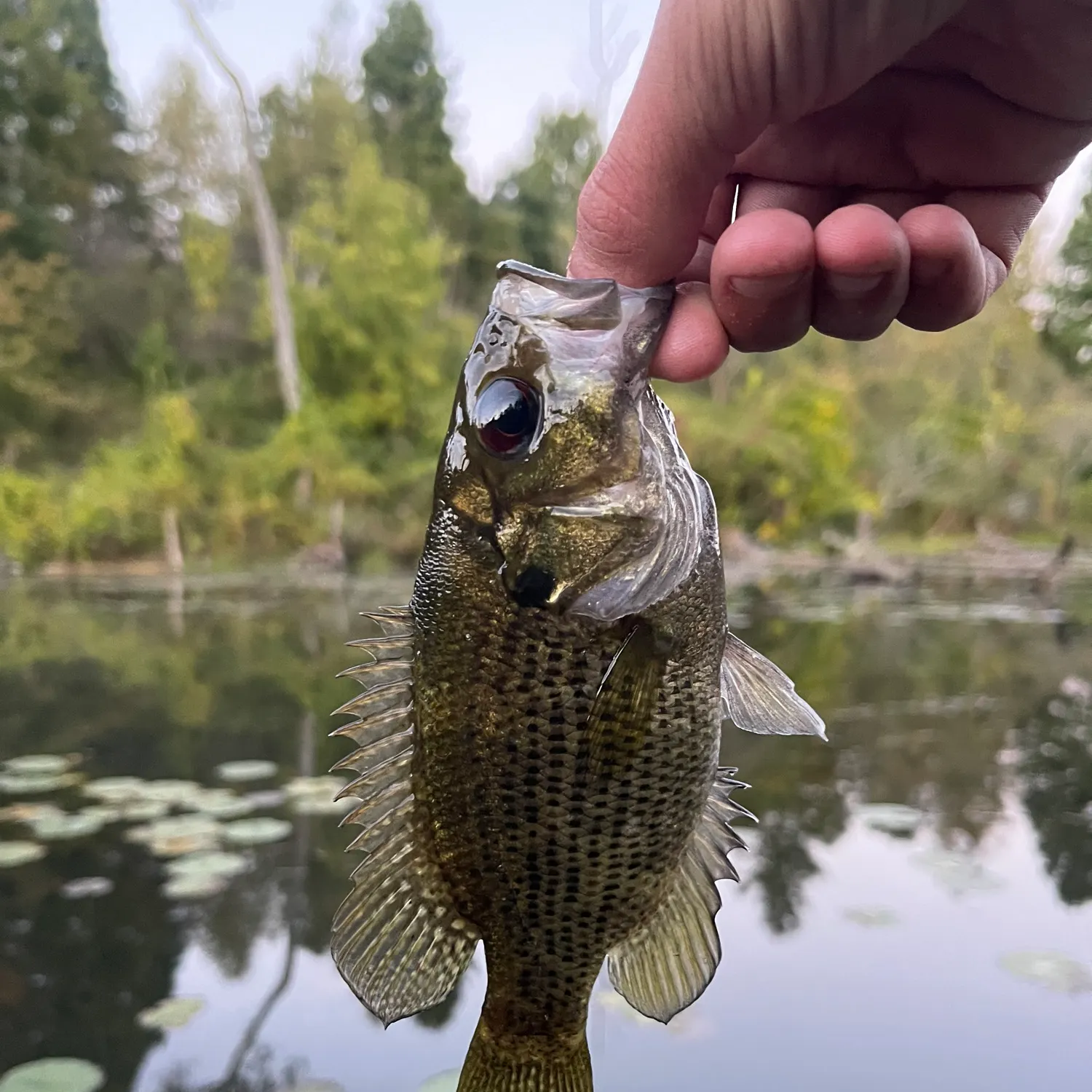 Rock bass caught on Fishbrain