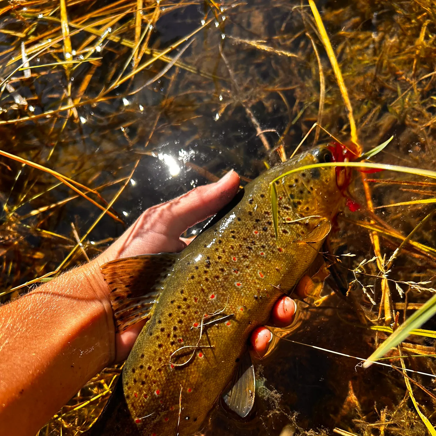 Brown trout caught on Fishbrain