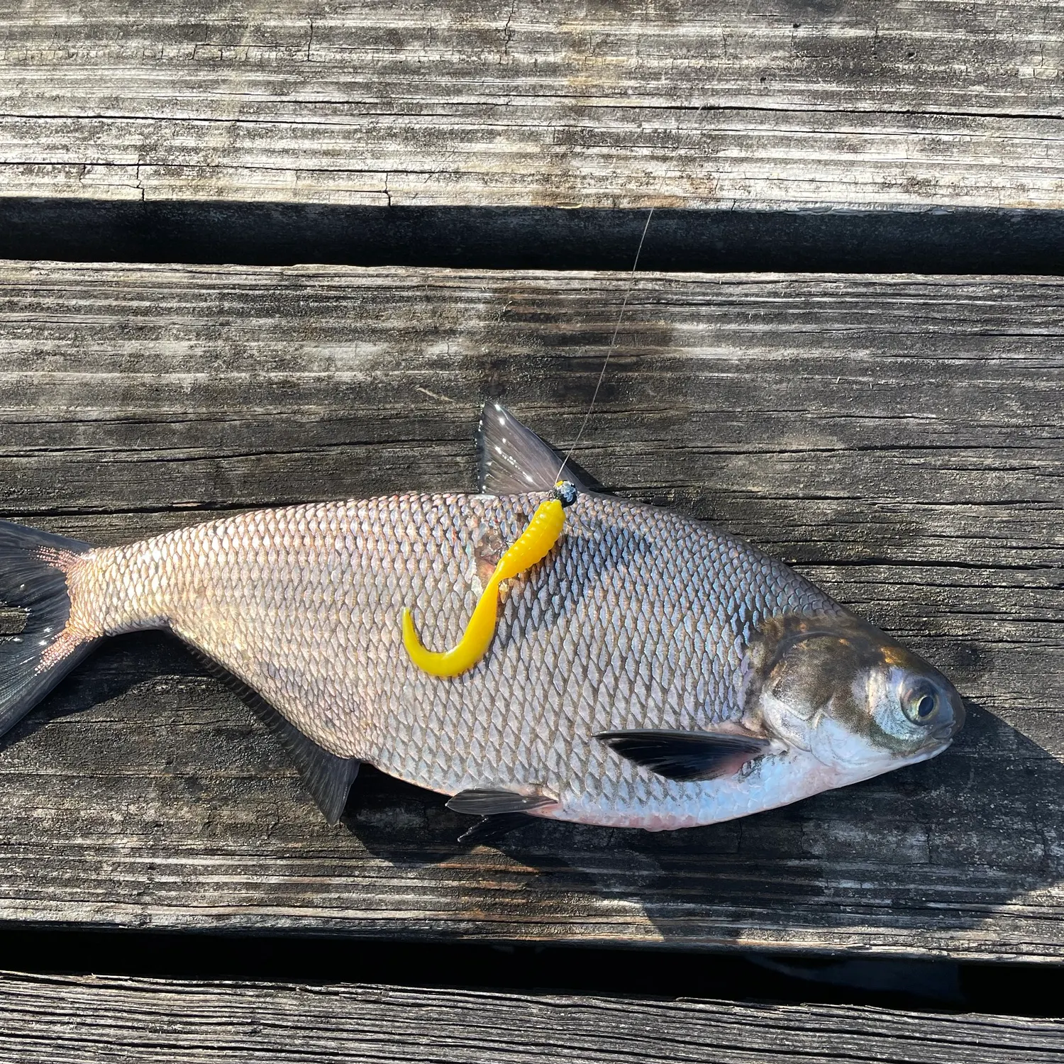 American gizzard shad caught on Fishbrain