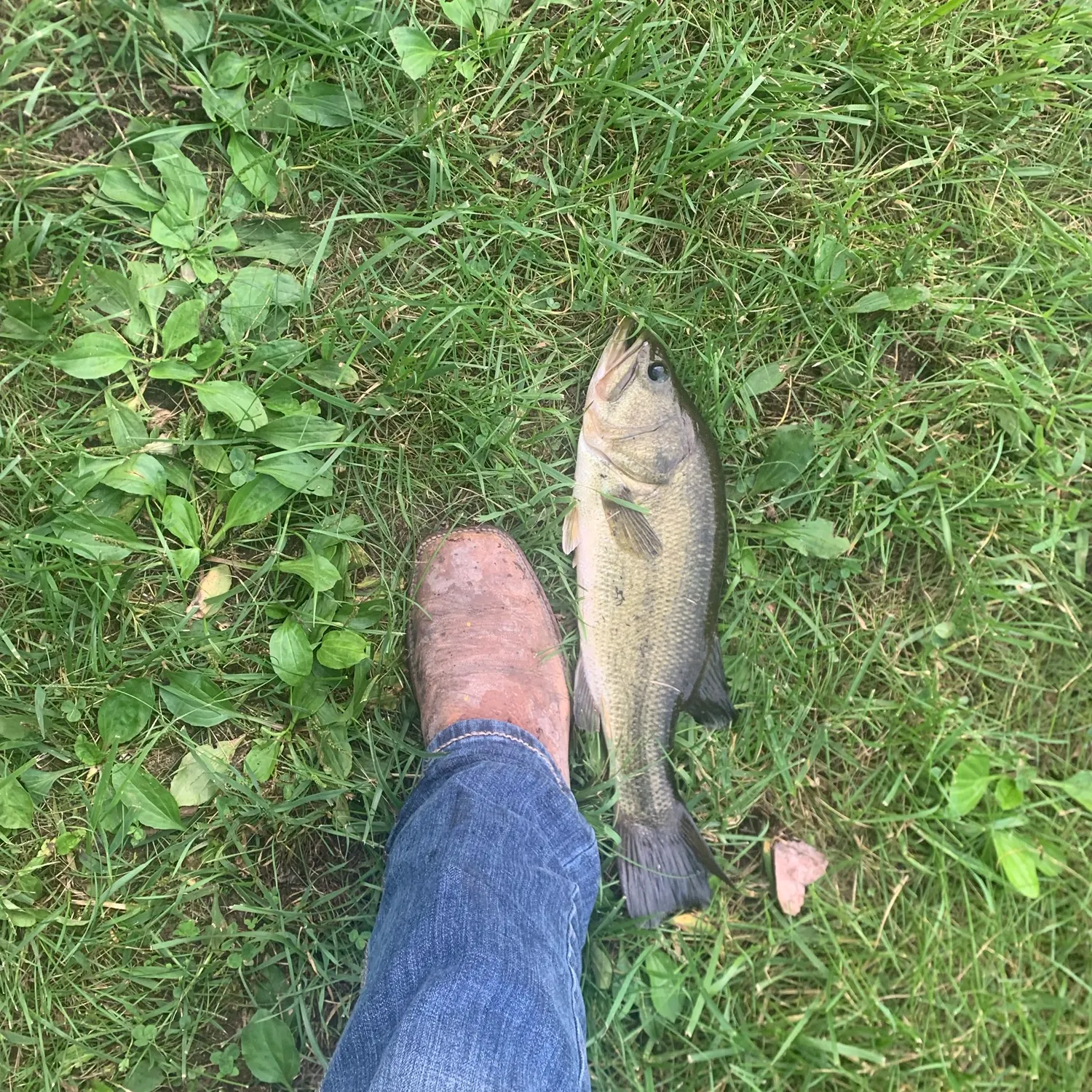 Largemouth bass caught on Fishbrain