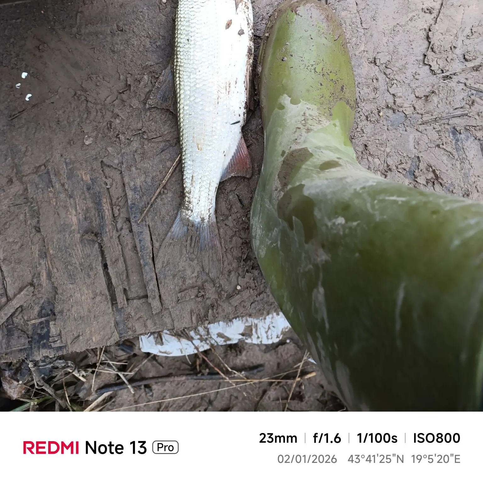 The most recent Common nase catches on Fishbrain