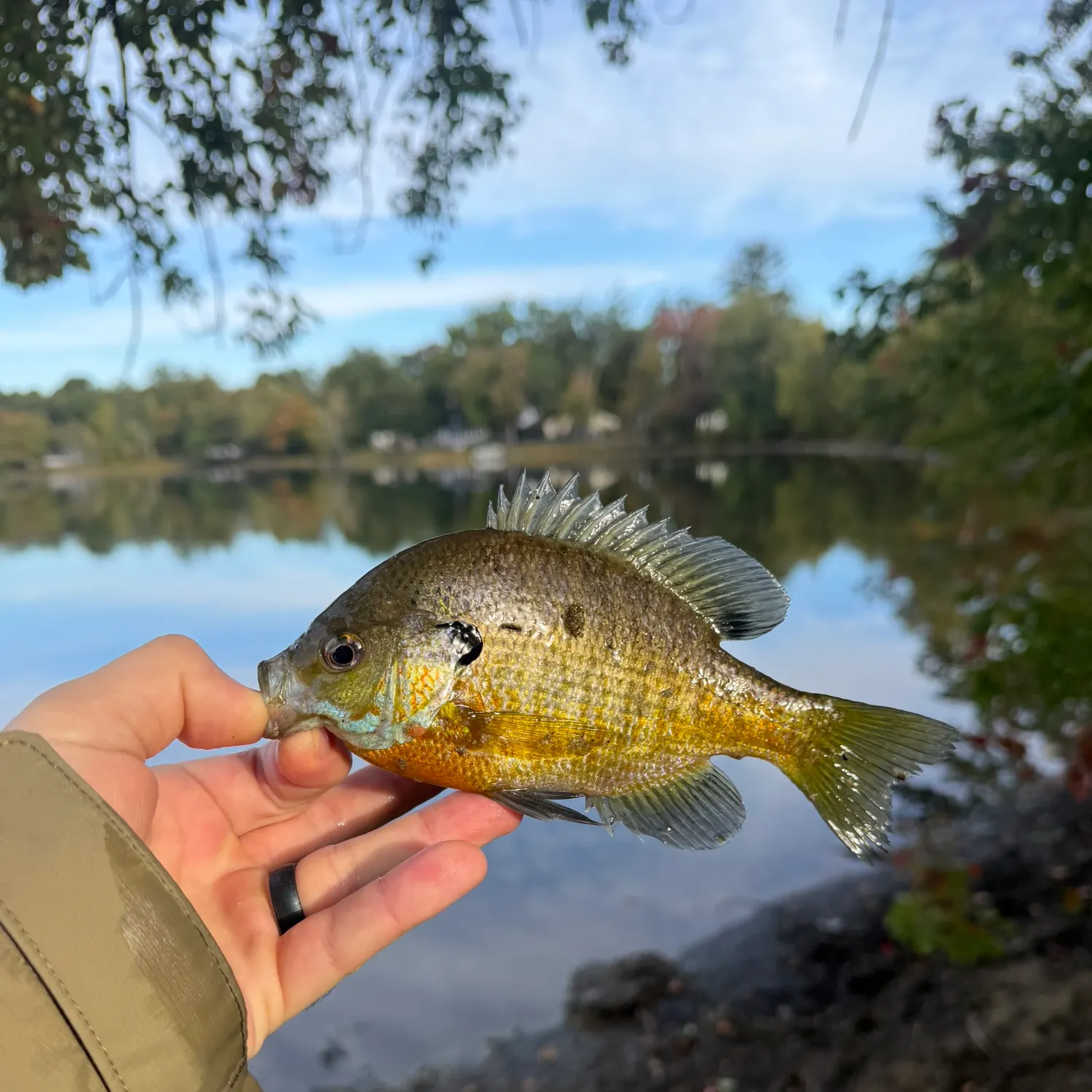 Bluegill caught on Fishbrain