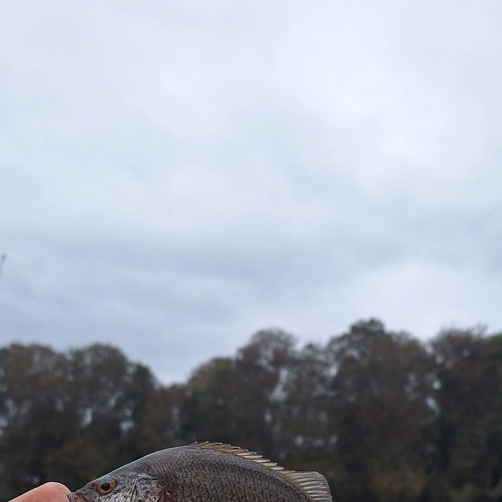 The most recent Spangled perch catches on Fishbrain
