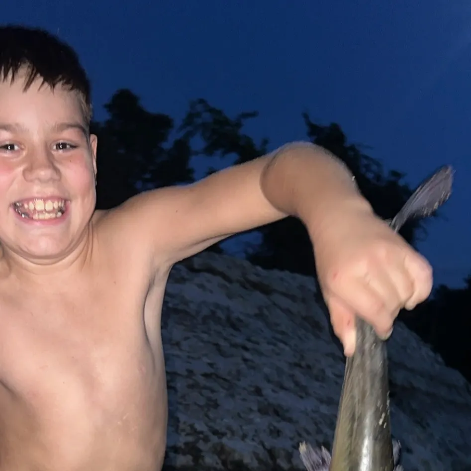 Channel catfish caught on Fishbrain