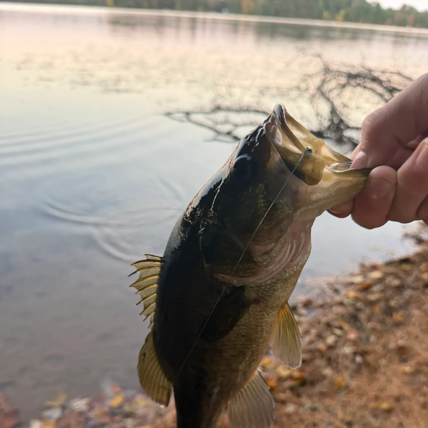 Largemouth bass caught on Fishbrain