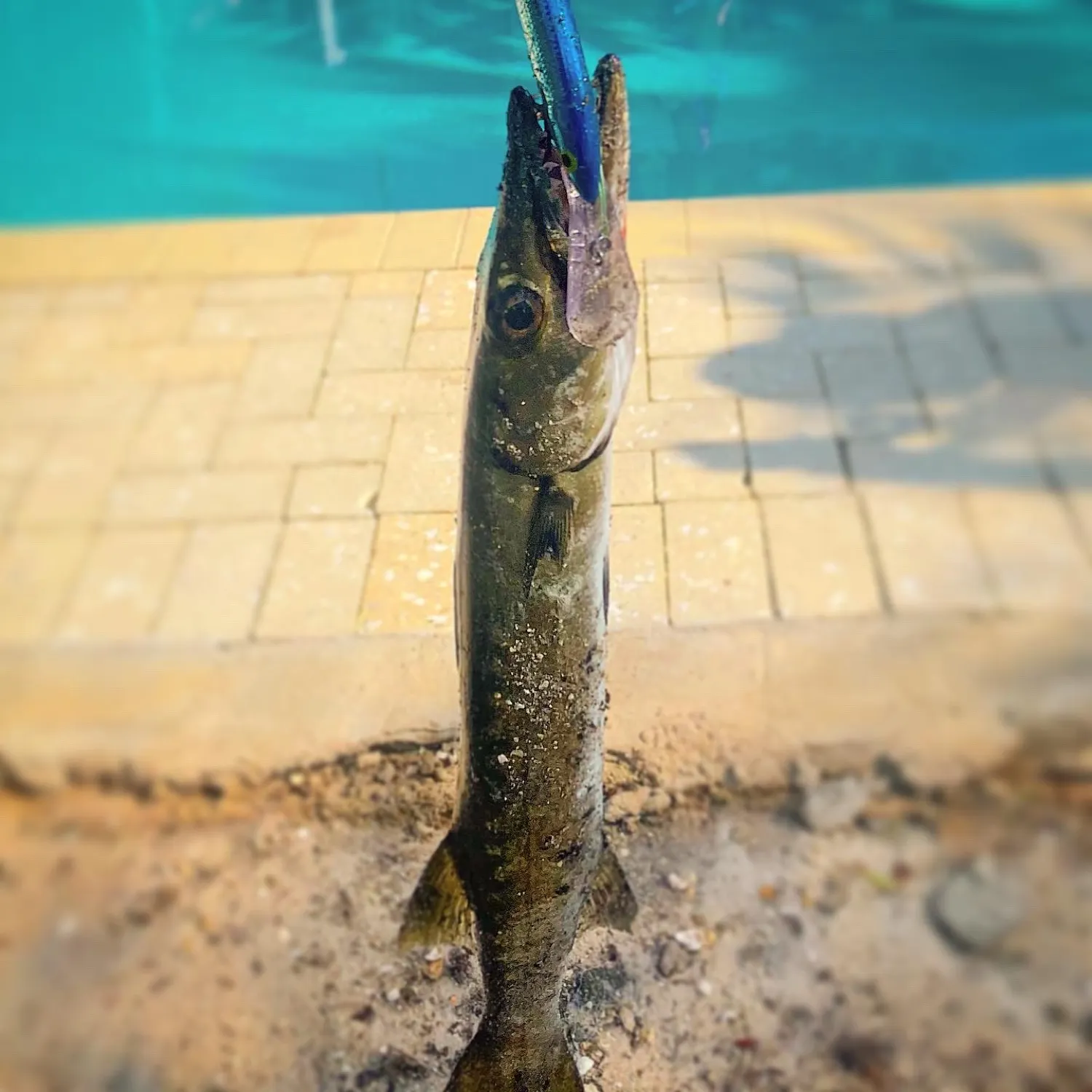 The most recent Great barracuda catches on Fishbrain