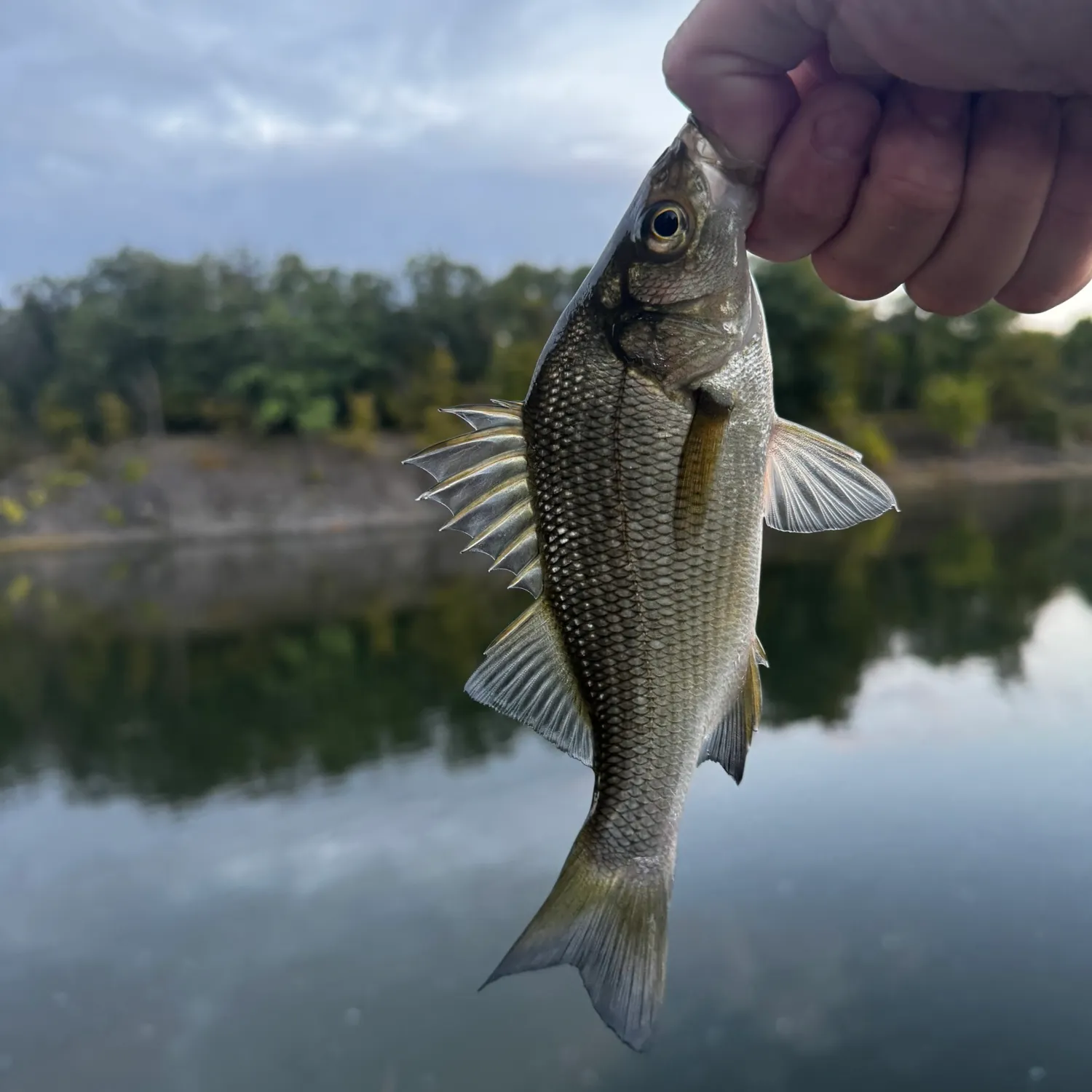 White perch caught on Fishbrain