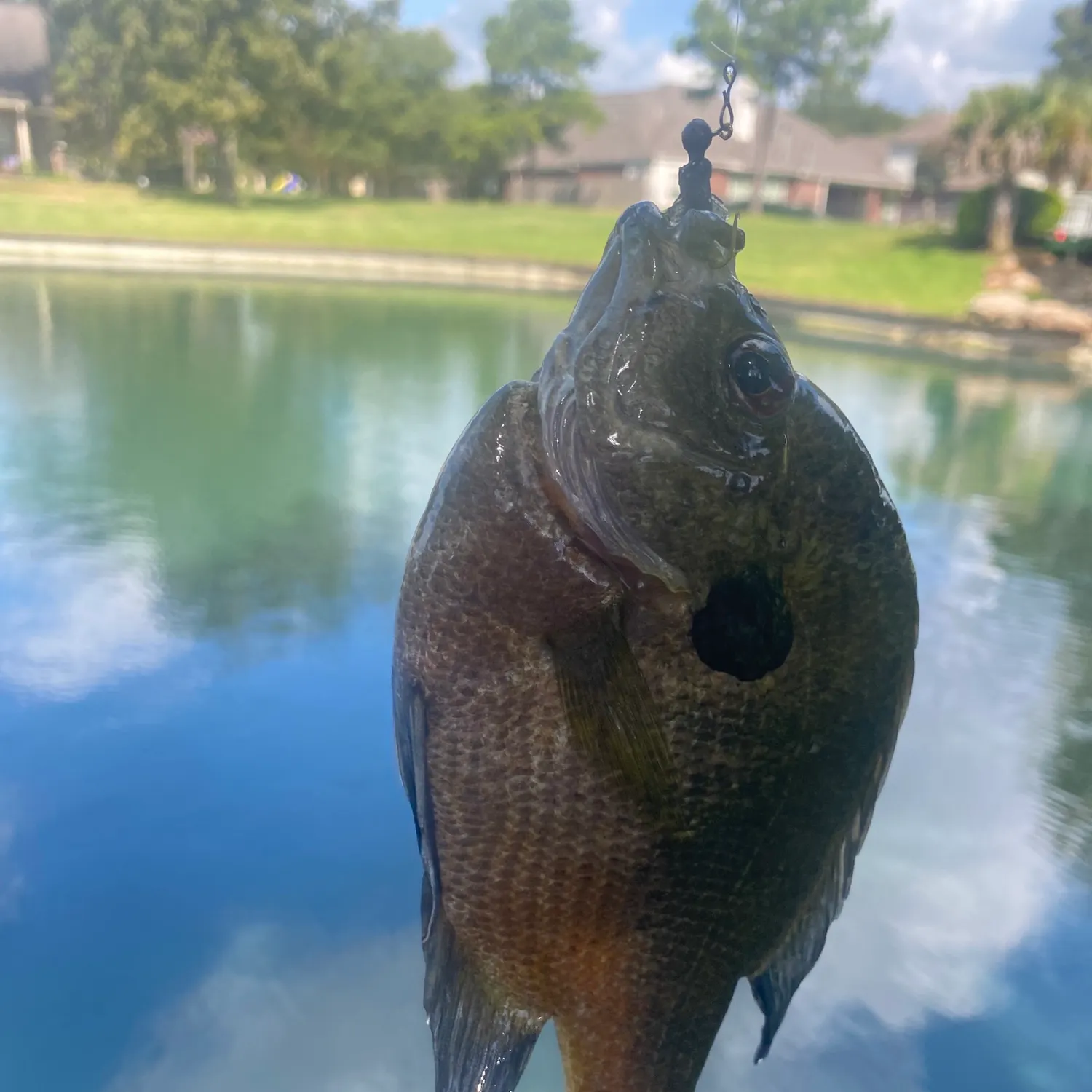 Bluegill caught on Fishbrain