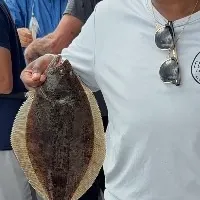 The most recent Summer flounder catches on Fishbrain