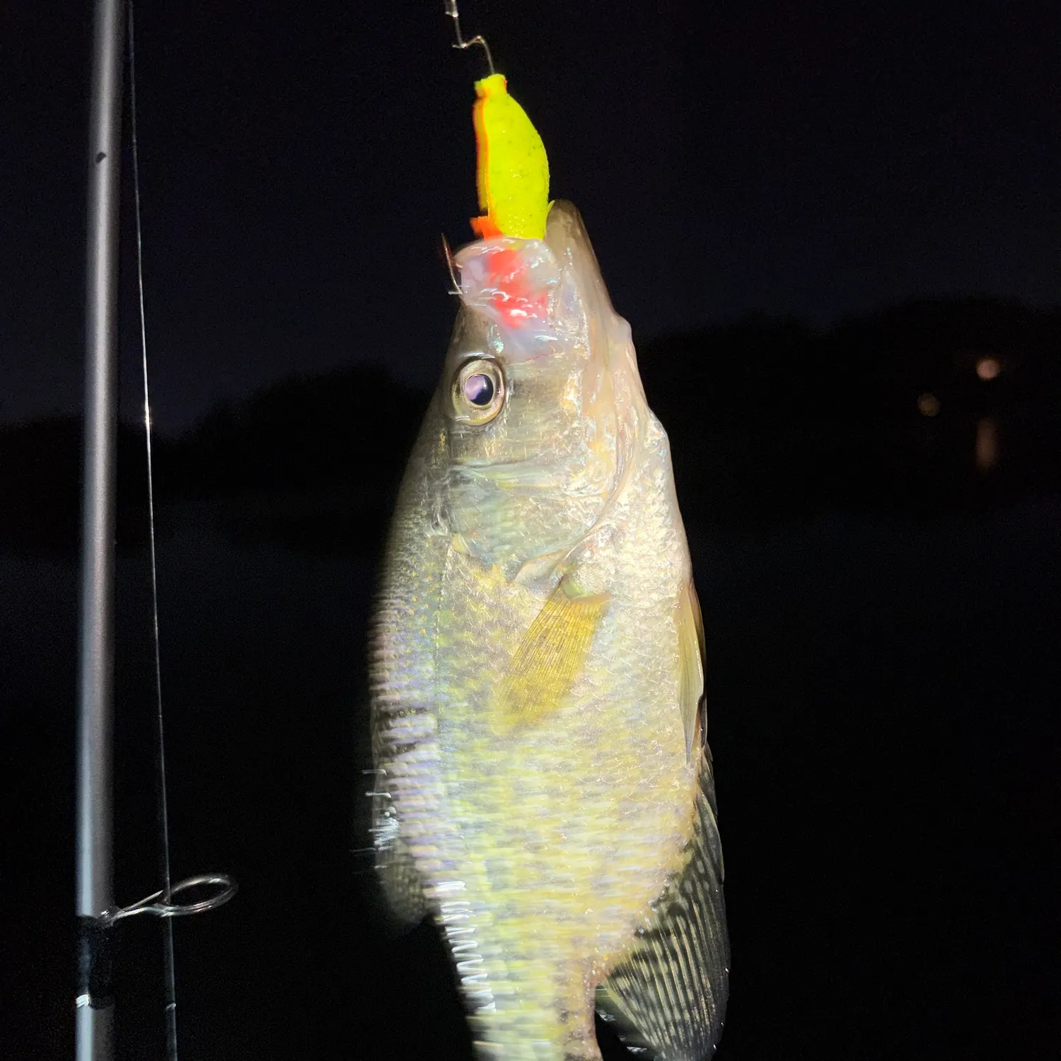 Black crappie caught on Fishbrain