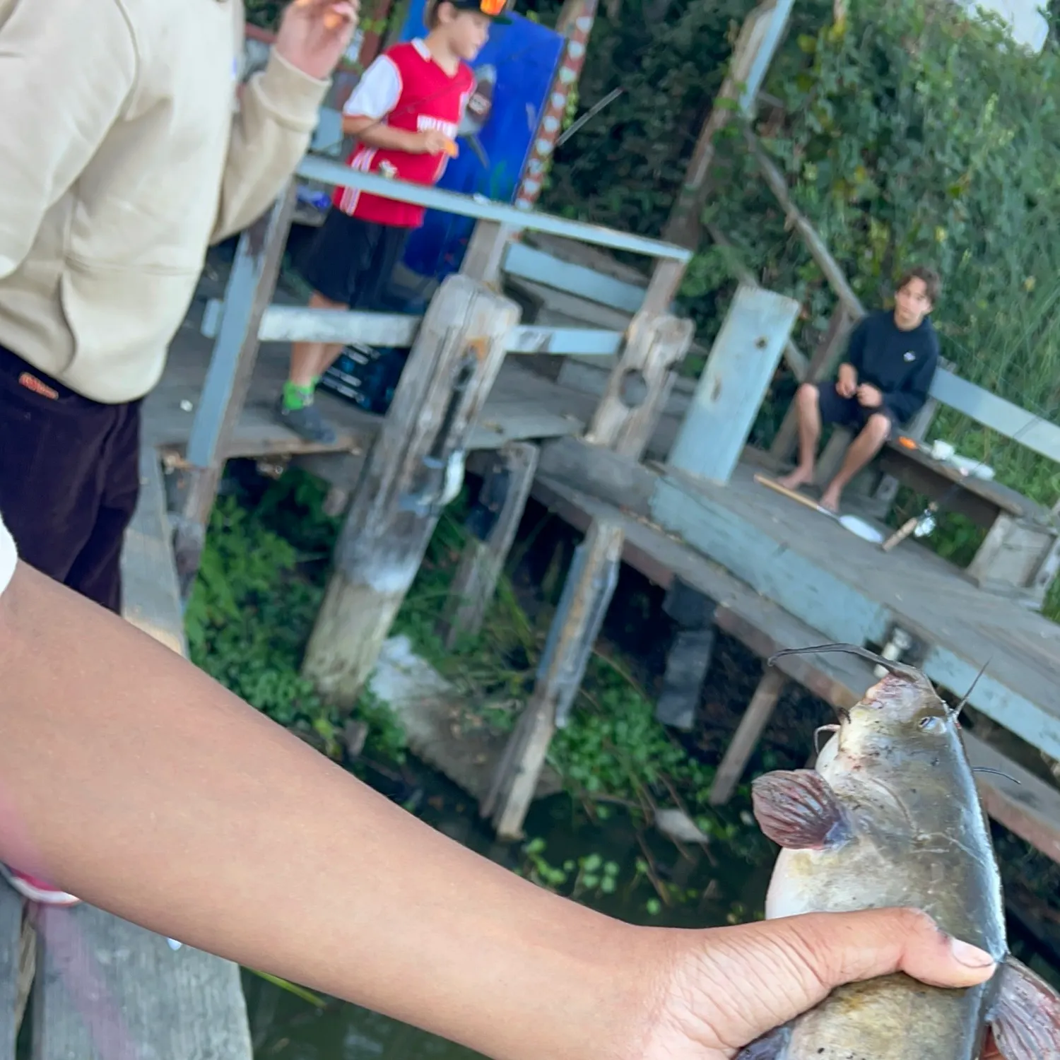 Yellow bullhead caught on Fishbrain