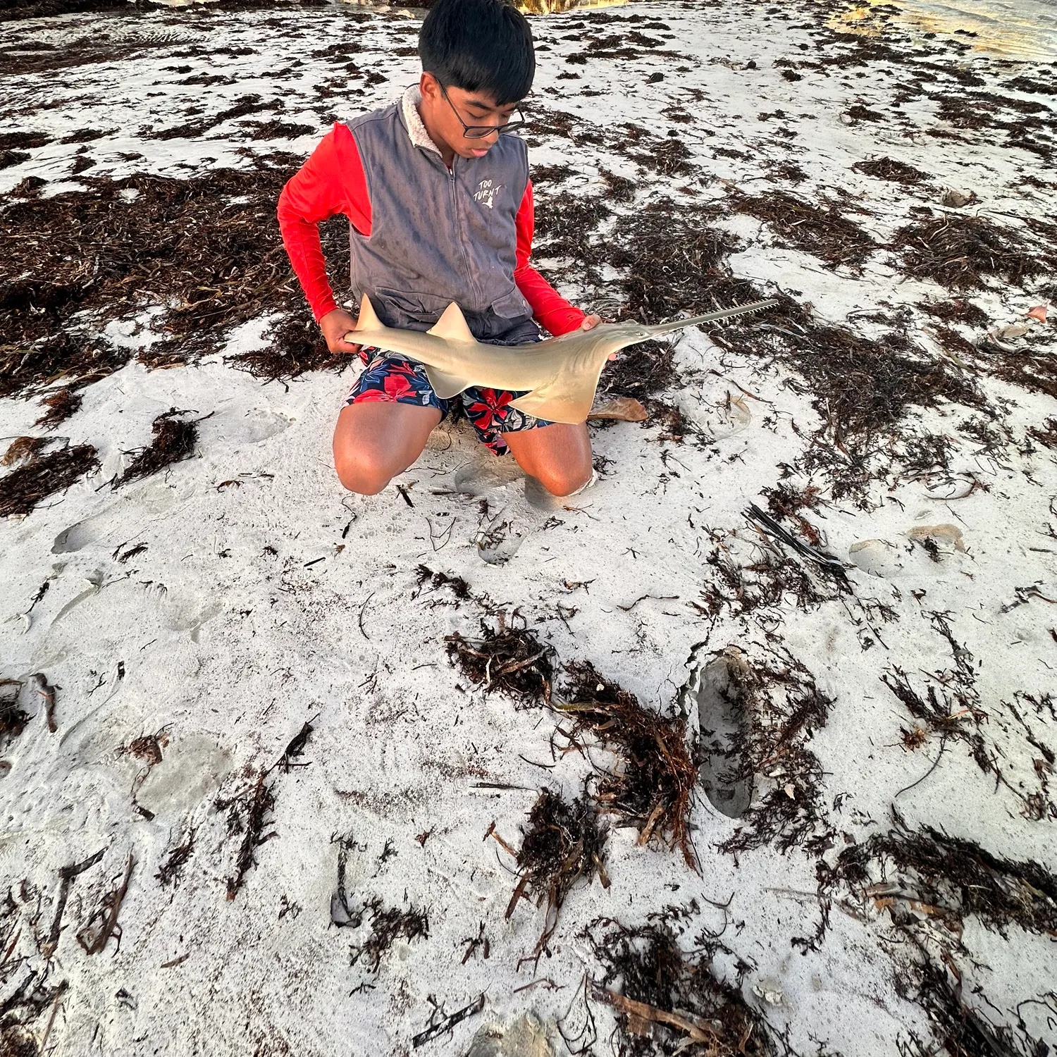 The most recent Smalltooth sawfish catches on Fishbrain