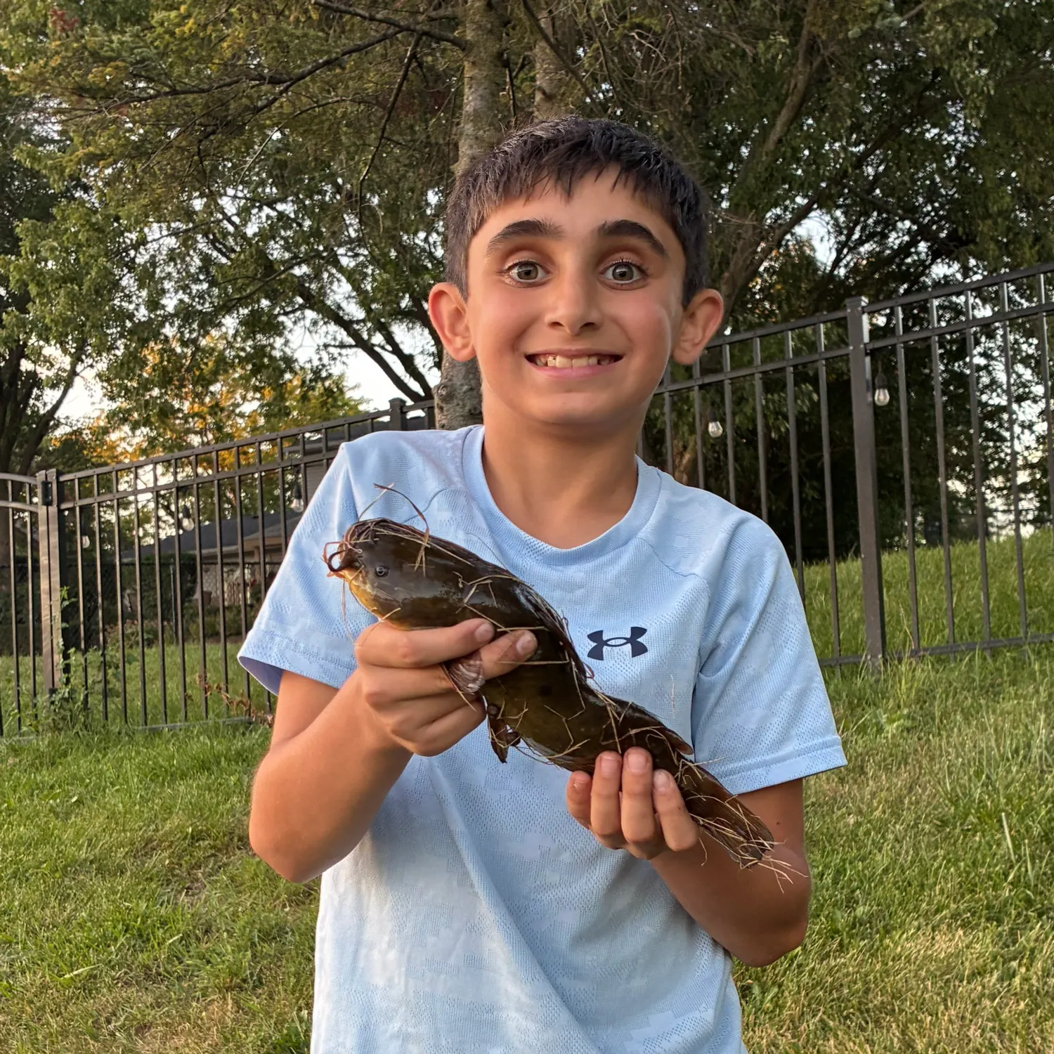Black bullhead caught on Fishbrain