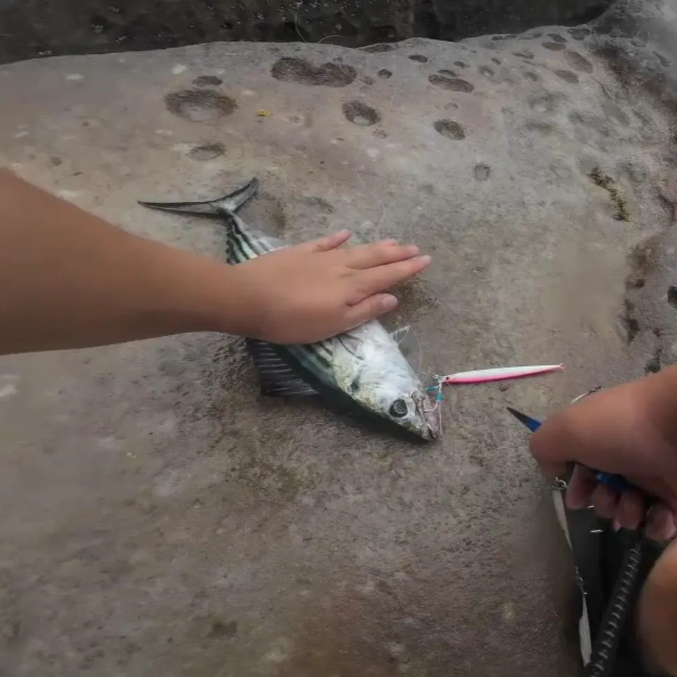 The most recent Australian bonito catches on Fishbrain