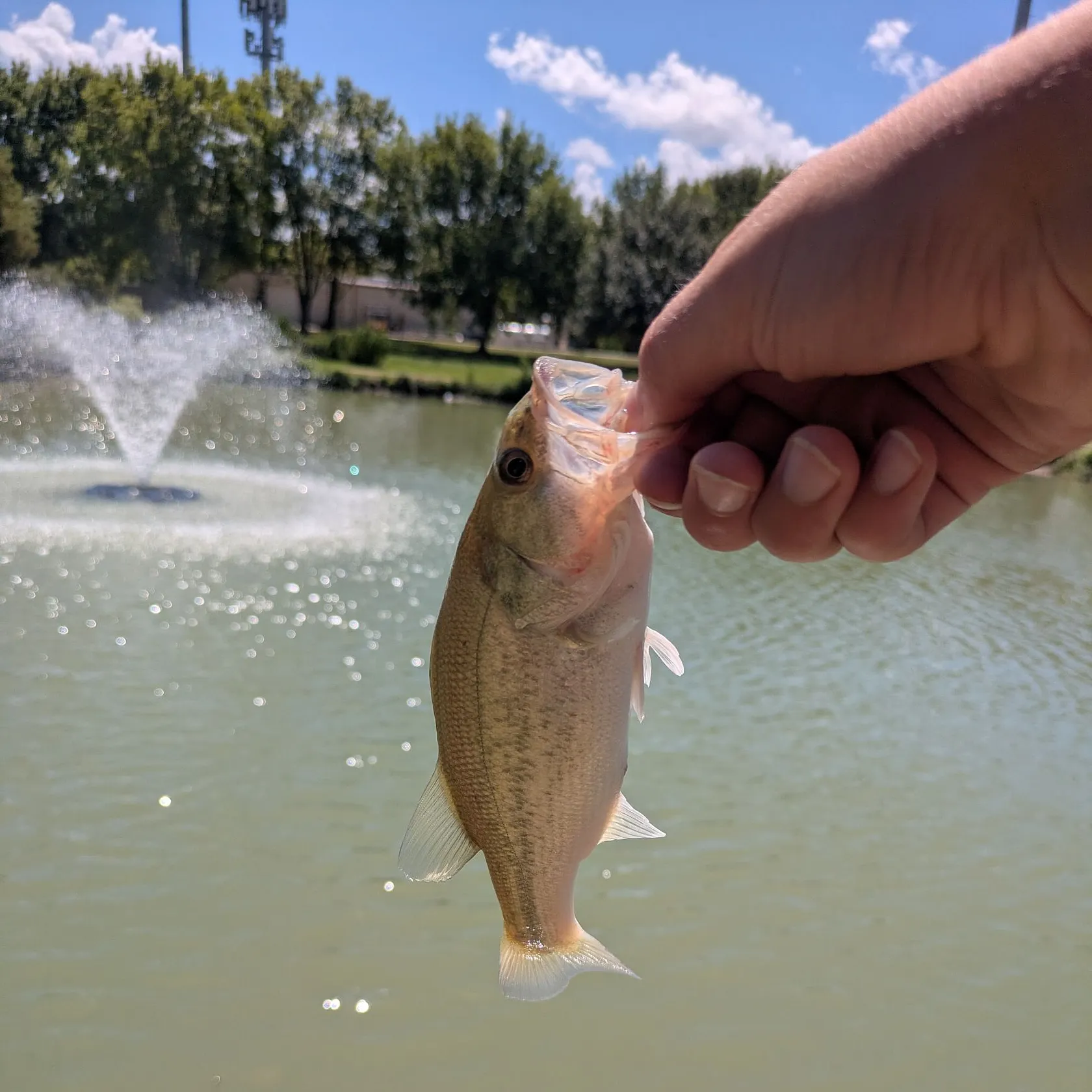 Fish caught on Fishbrain
