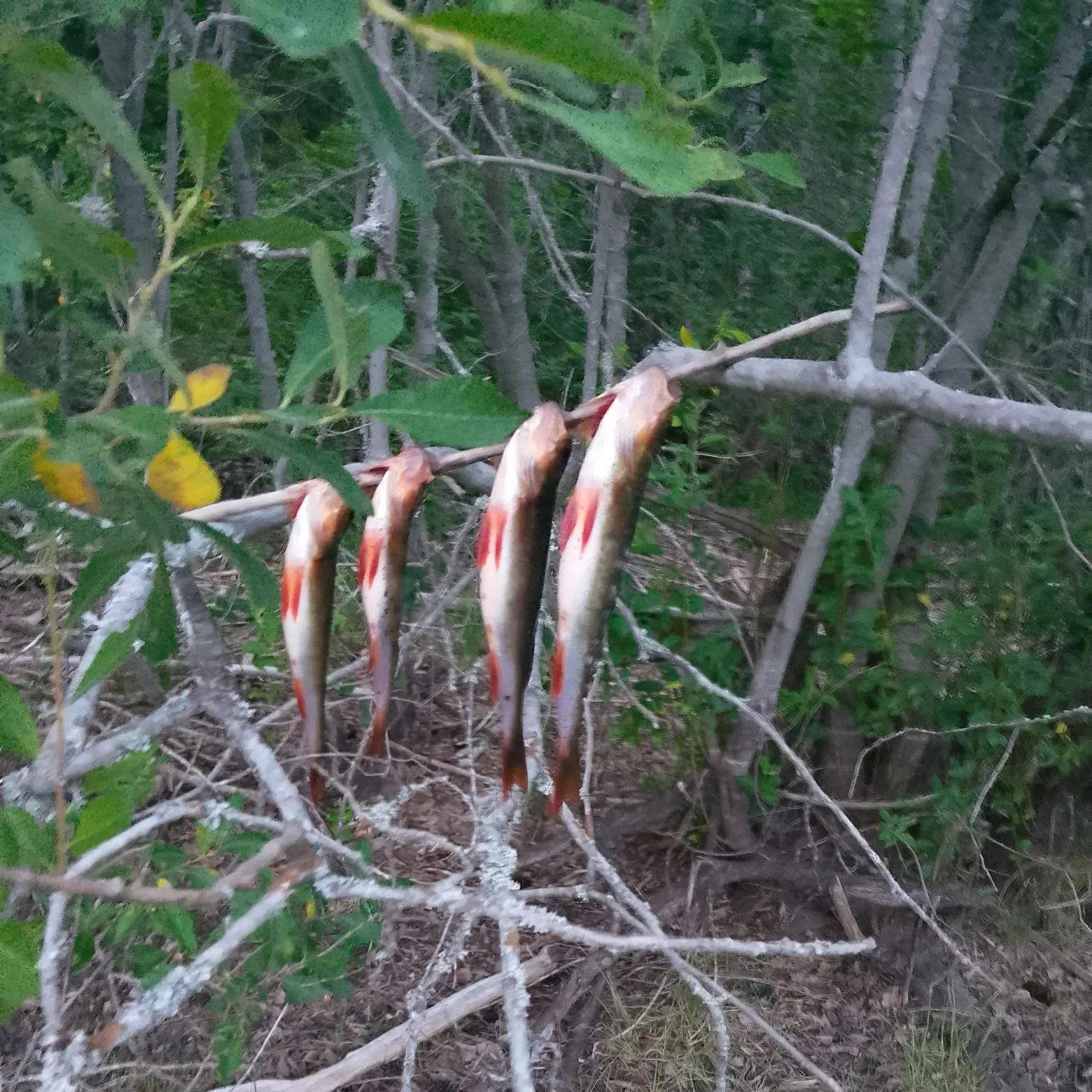 European eel caught on Fishbrain