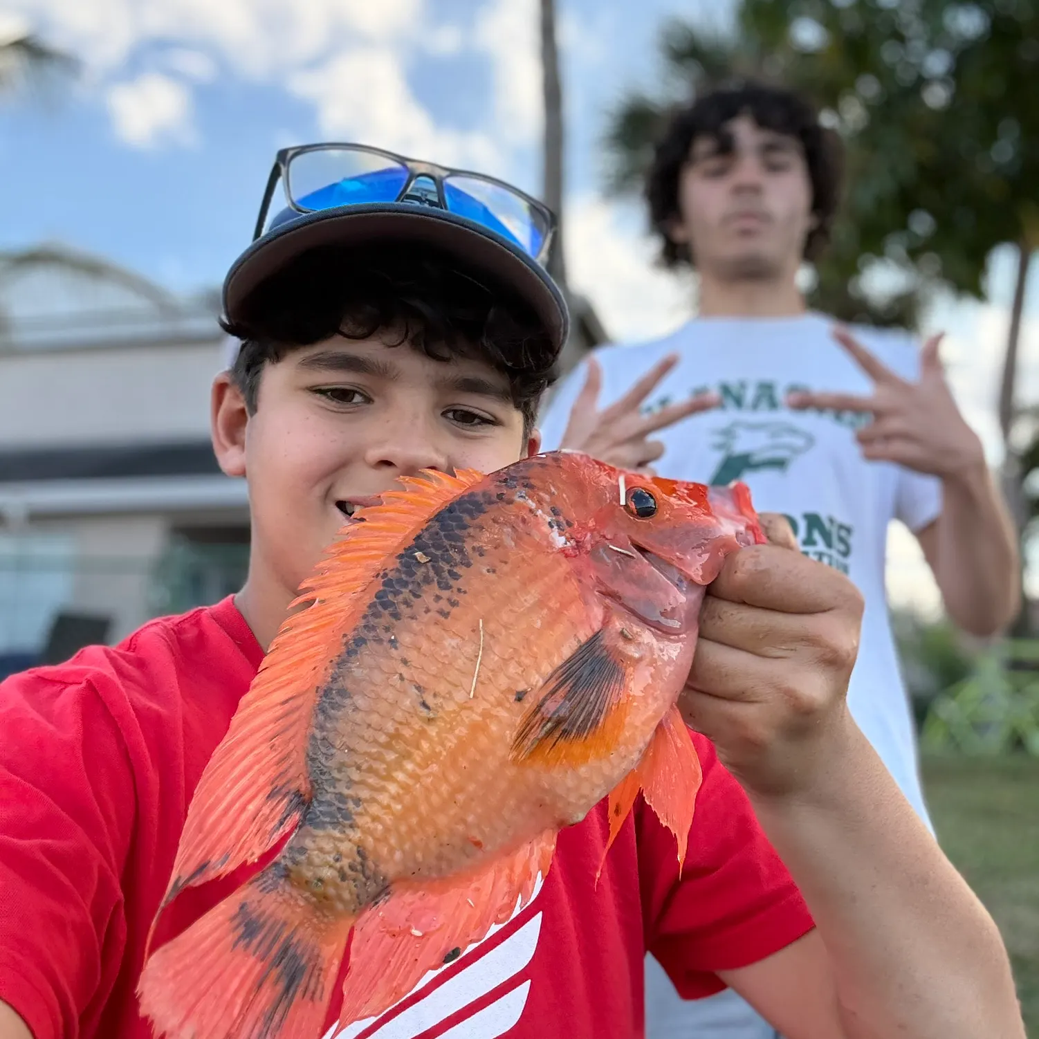 The most recent Midas cichlid catches on Fishbrain