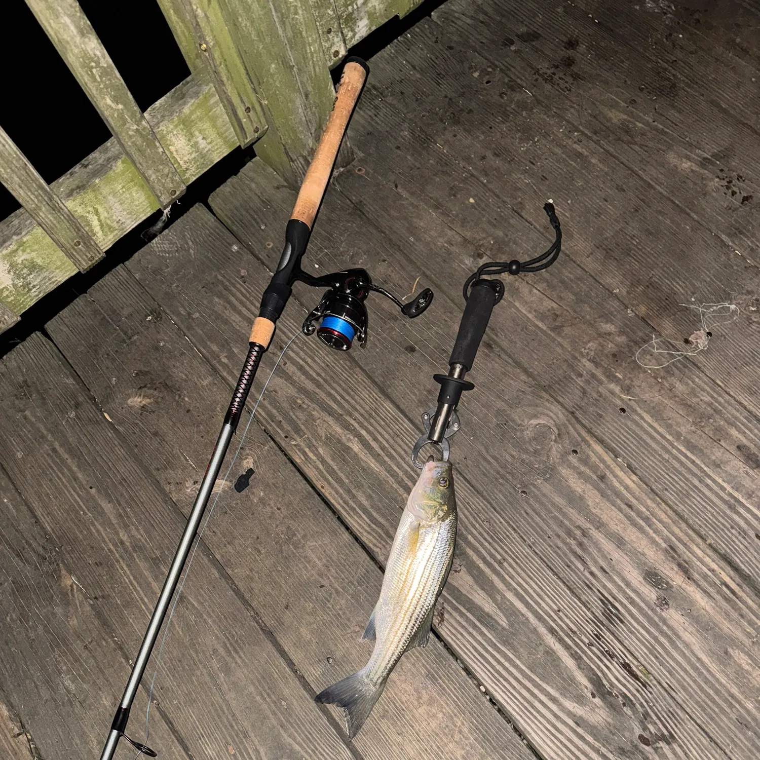 Striped bass caught on Fishbrain