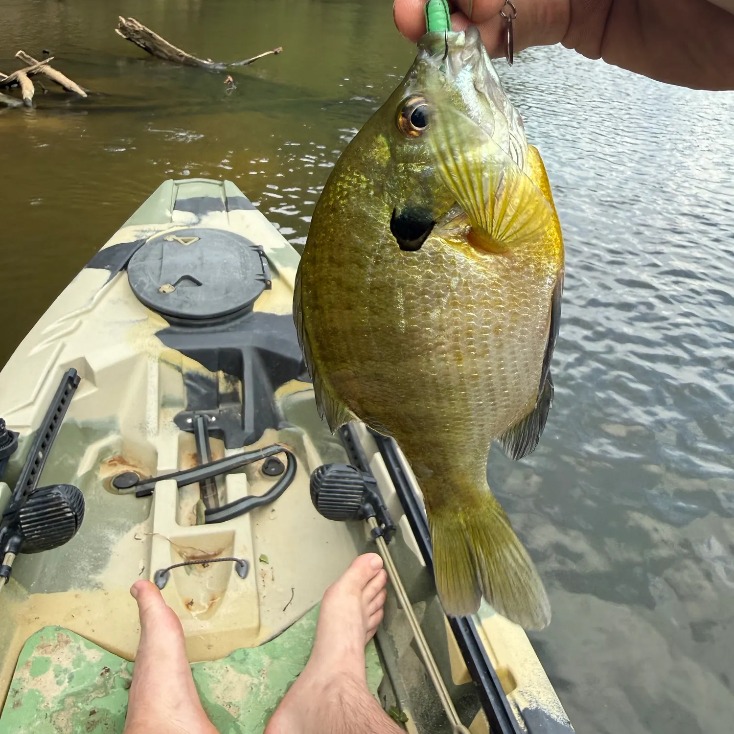 Bluegill caught on Fishbrain