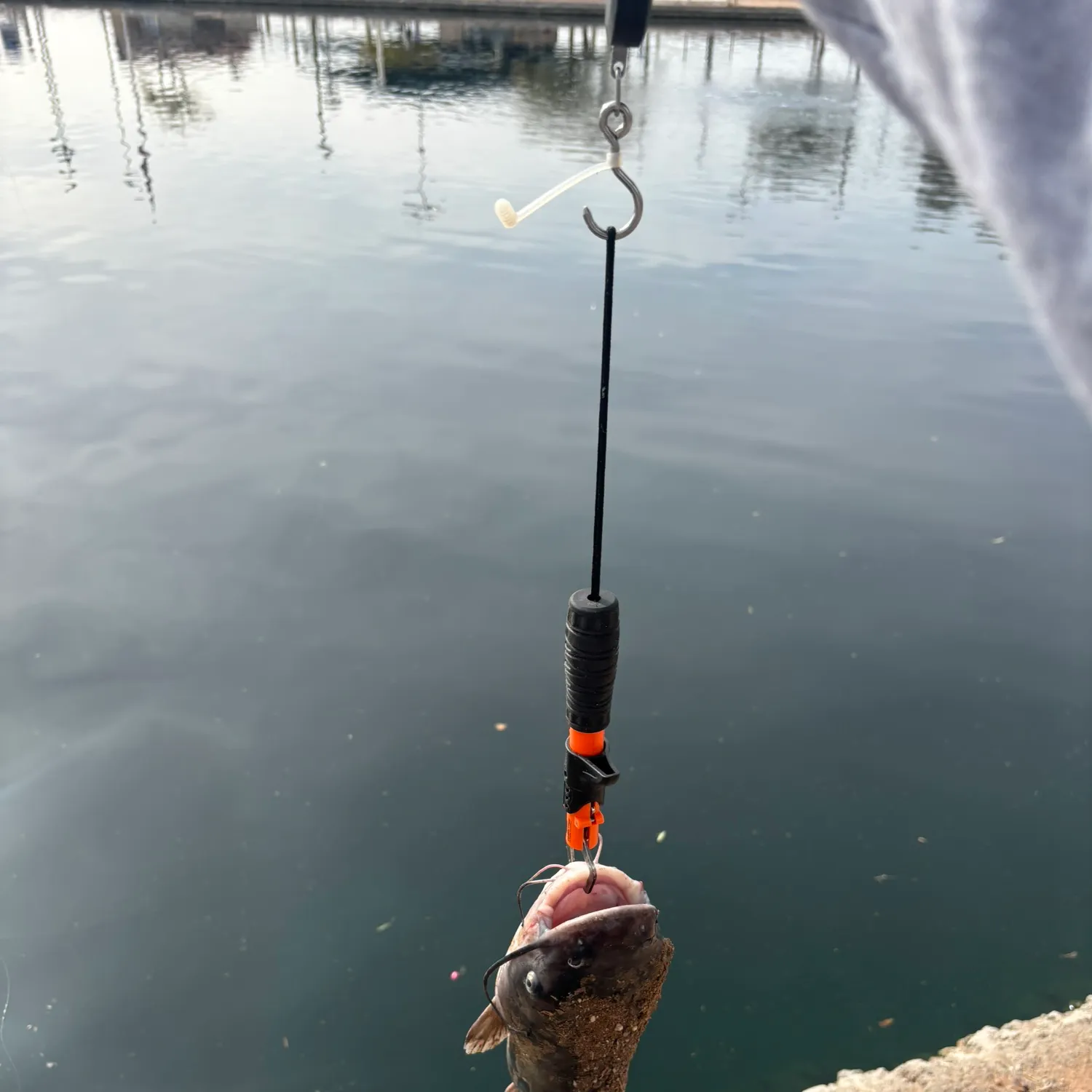 The most recent Channel catfish catches on Fishbrain