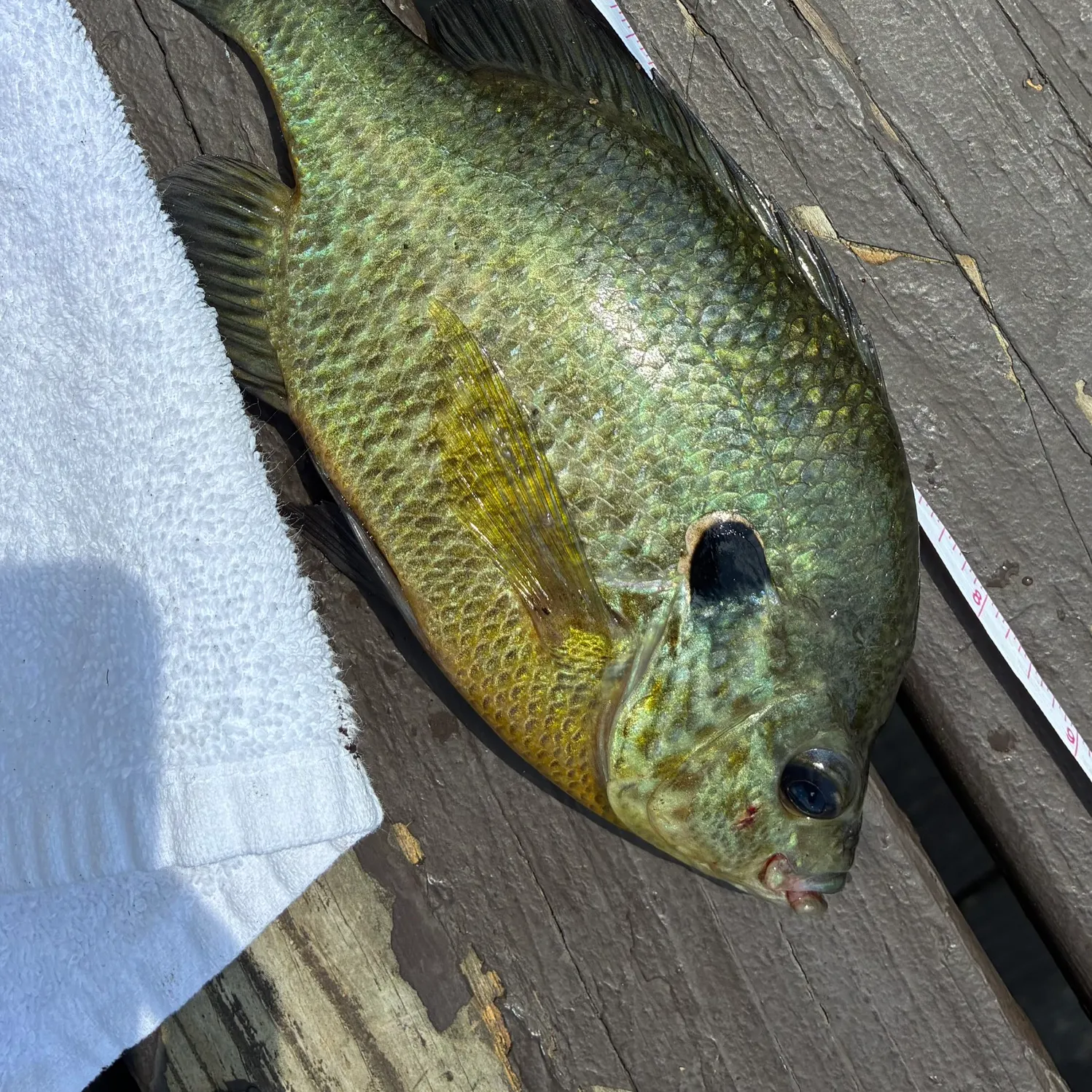 recently logged catches