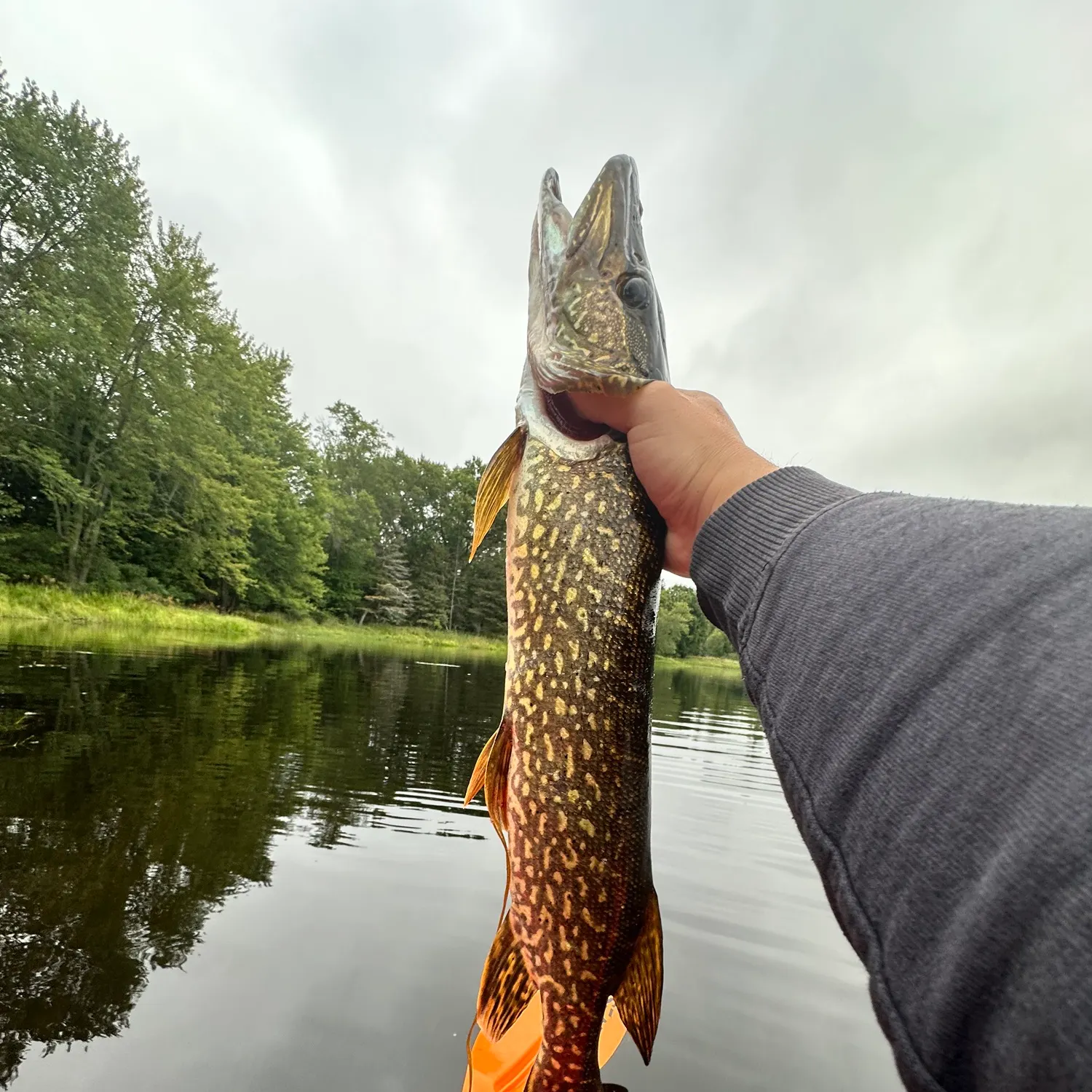Northern pike caught on Fishbrain
