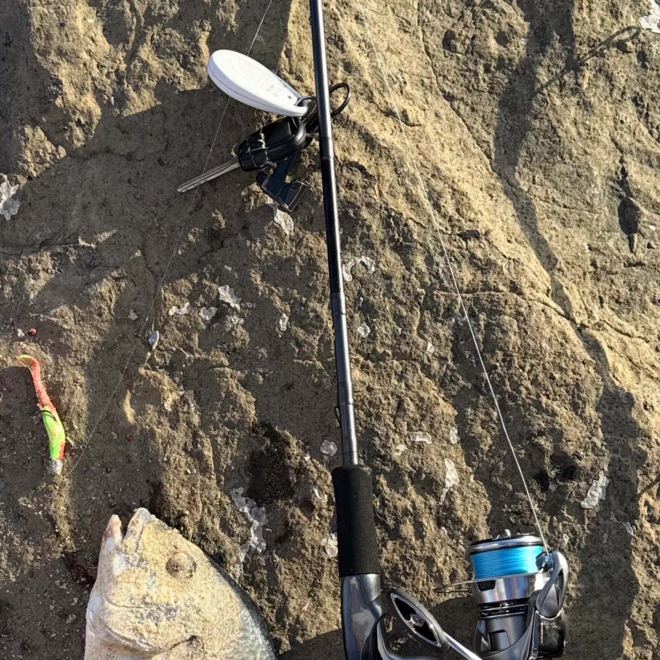 Southern black bream caught on Fishbrain