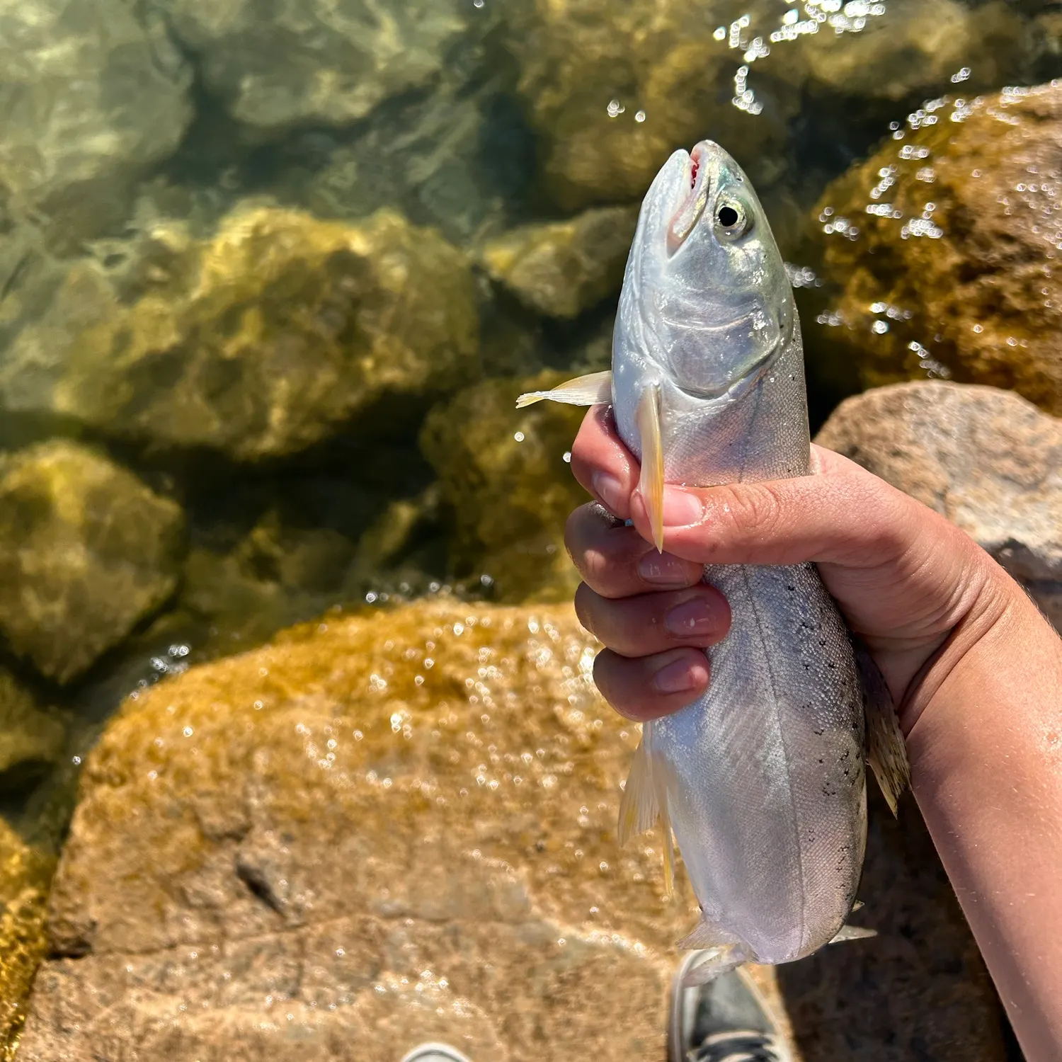 Bear Lake cutthroat trout caught on Fishbrain