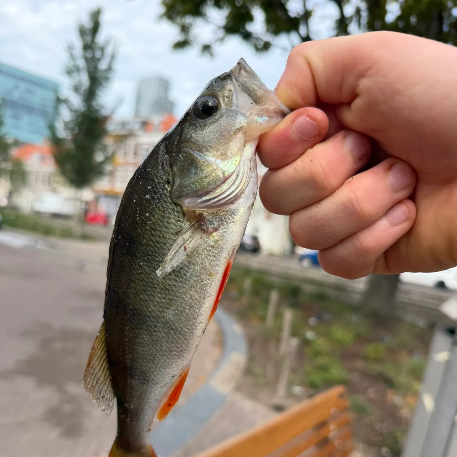 European perch caught on Fishbrain