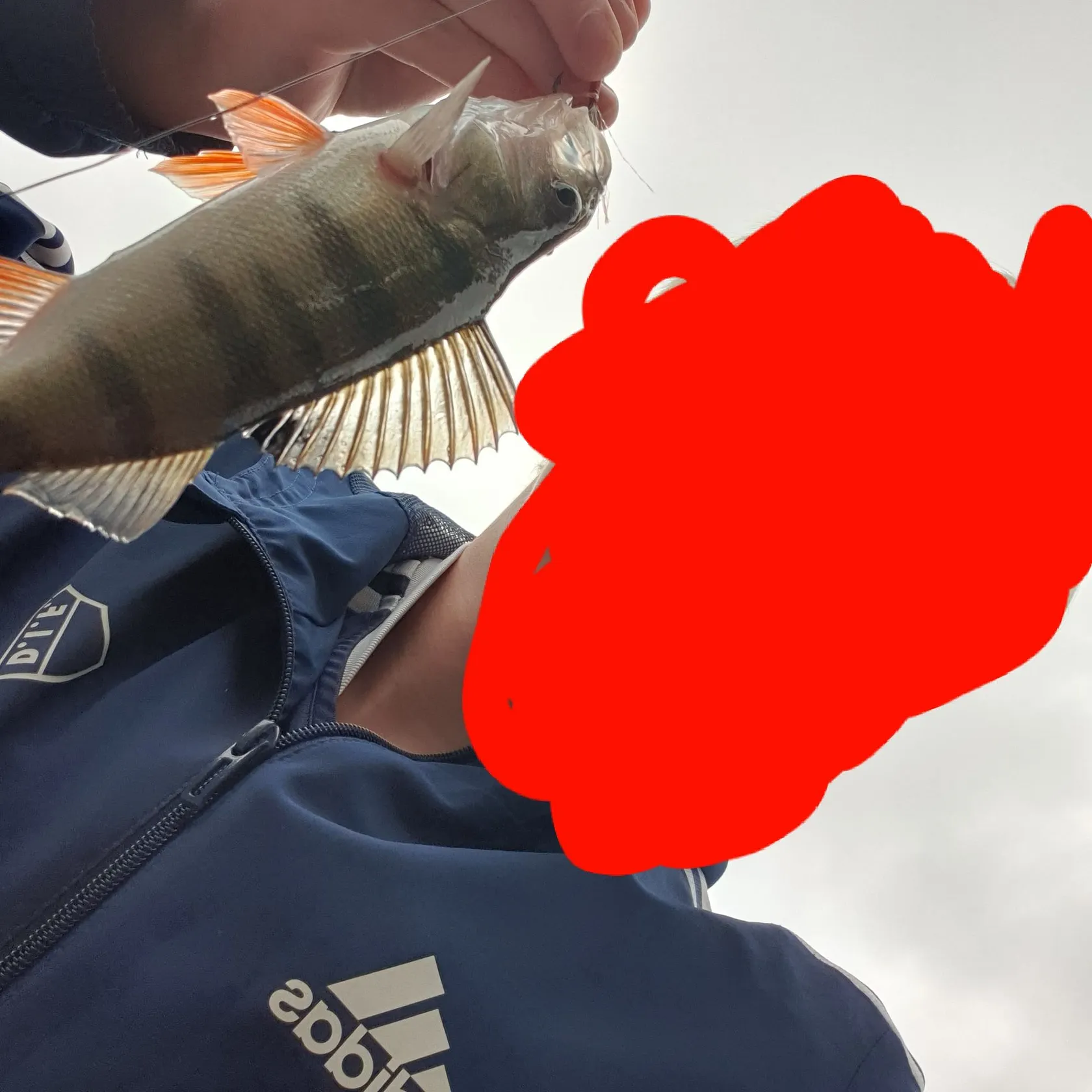 European perch caught on Fishbrain