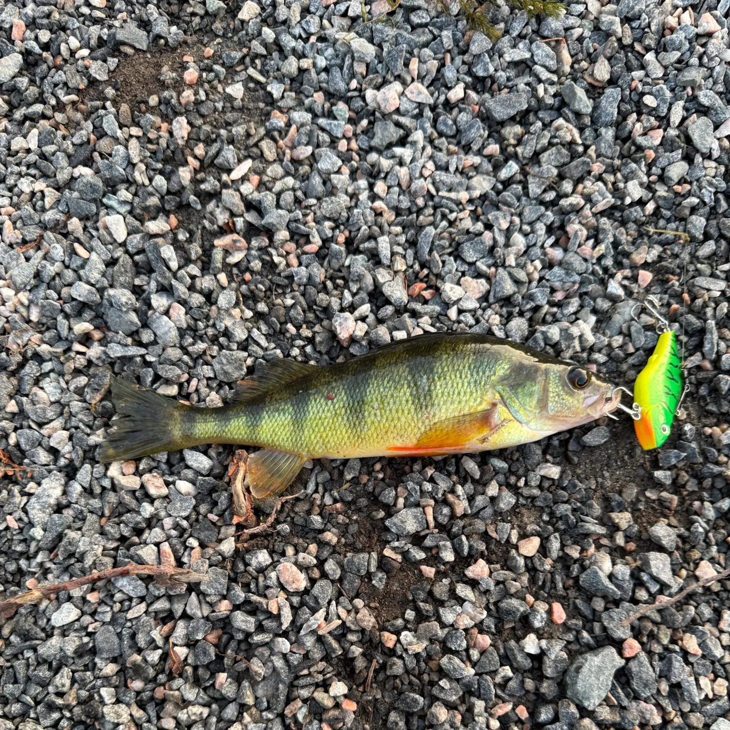 Yellow perch caught on Fishbrain