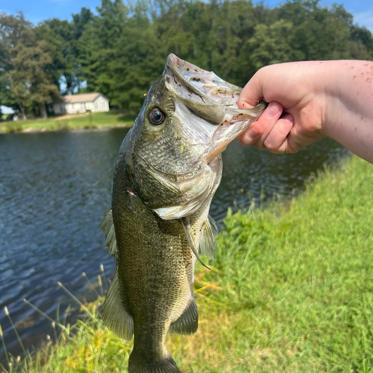 Largemouth bass caught on Fishbrain