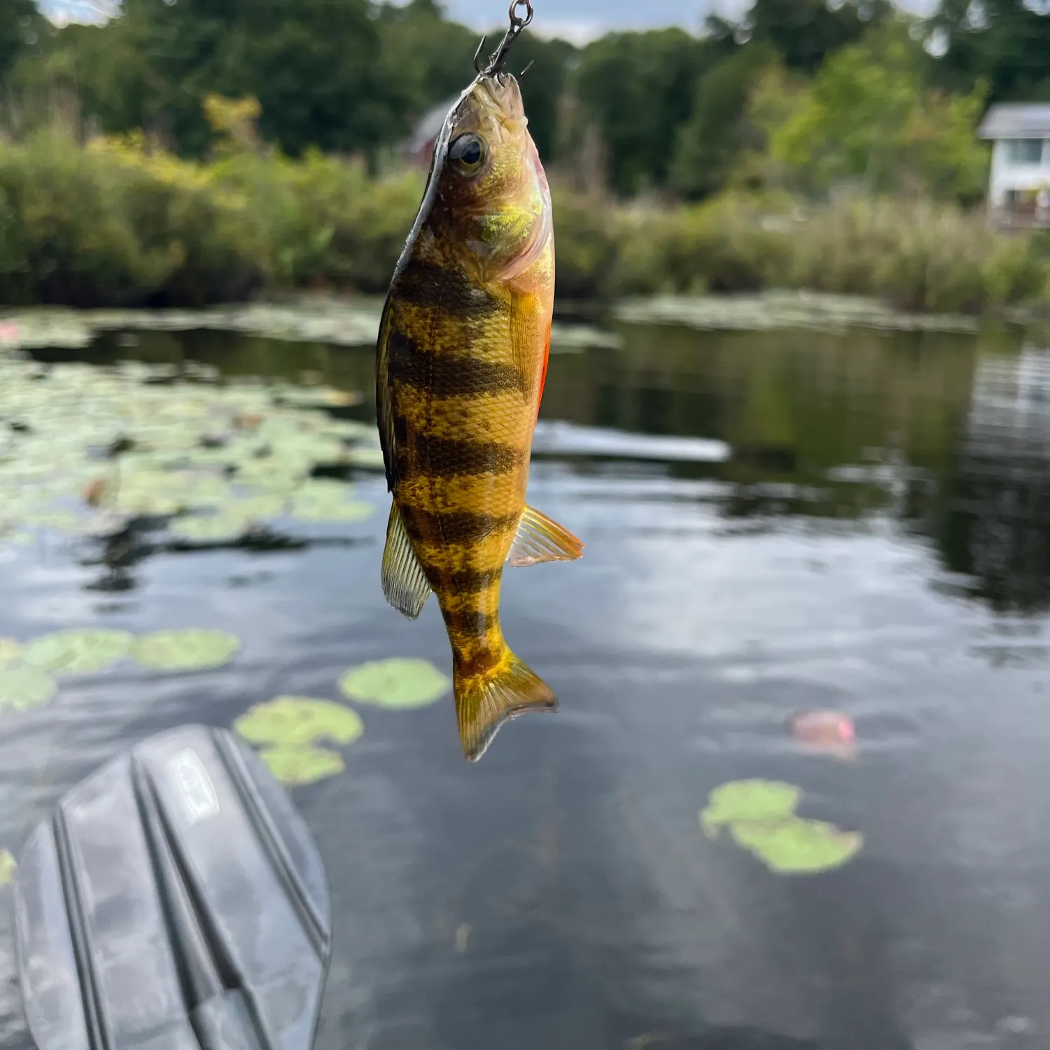 Yellow perch caught on Fishbrain