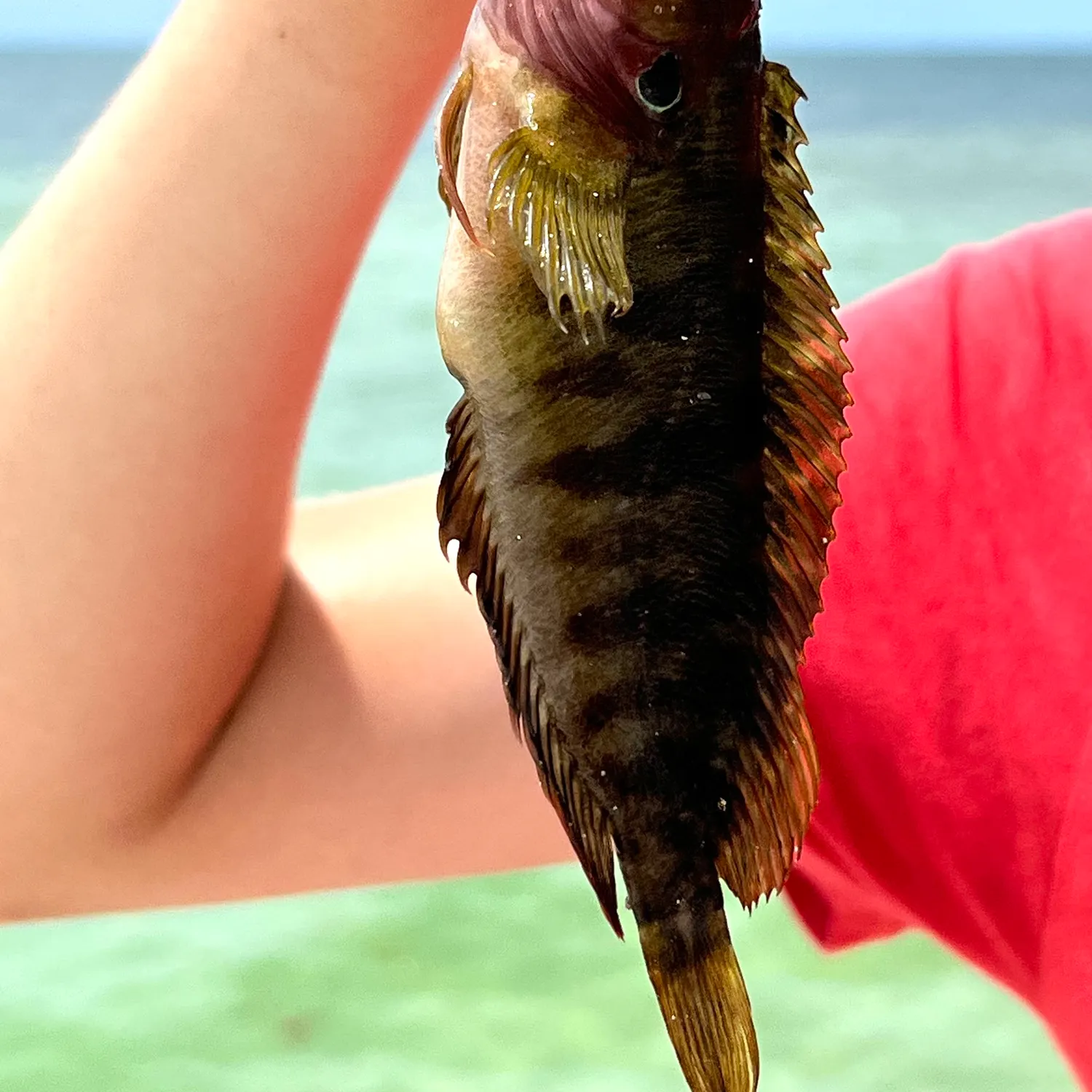 The most recent Hairy blenny catches on Fishbrain