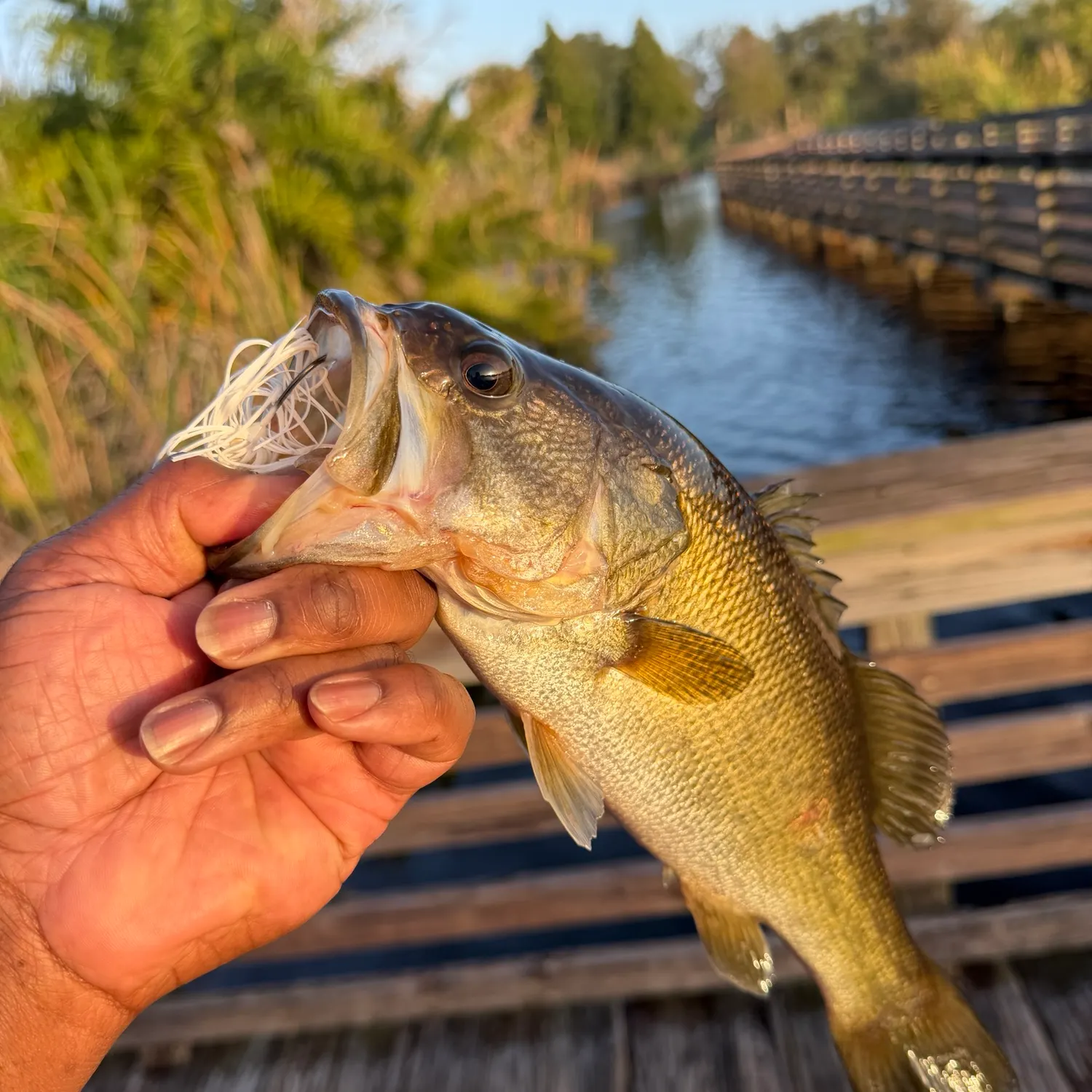 Largemouth bass caught on Fishbrain