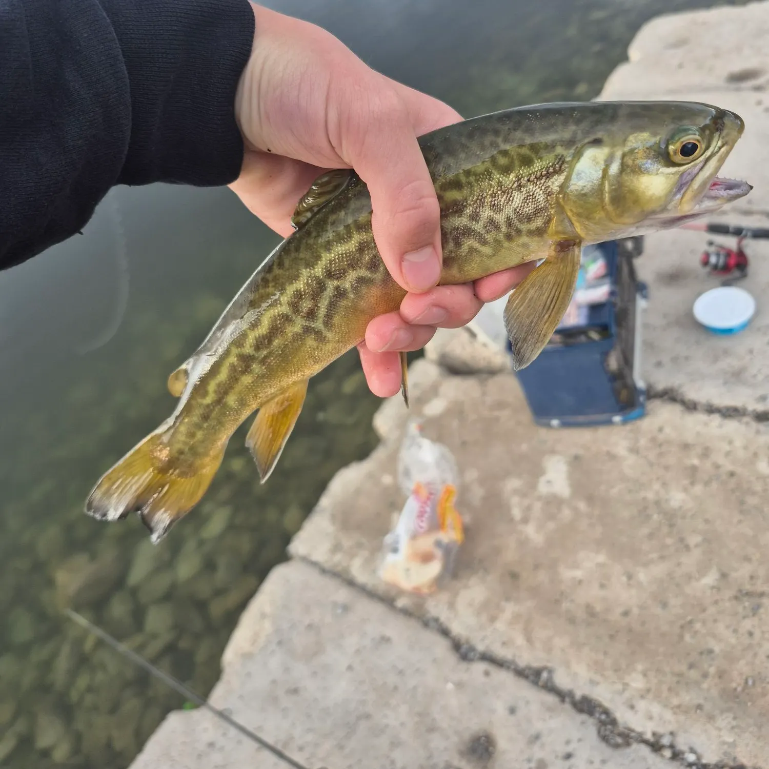 Tiger trout caught on Fishbrain