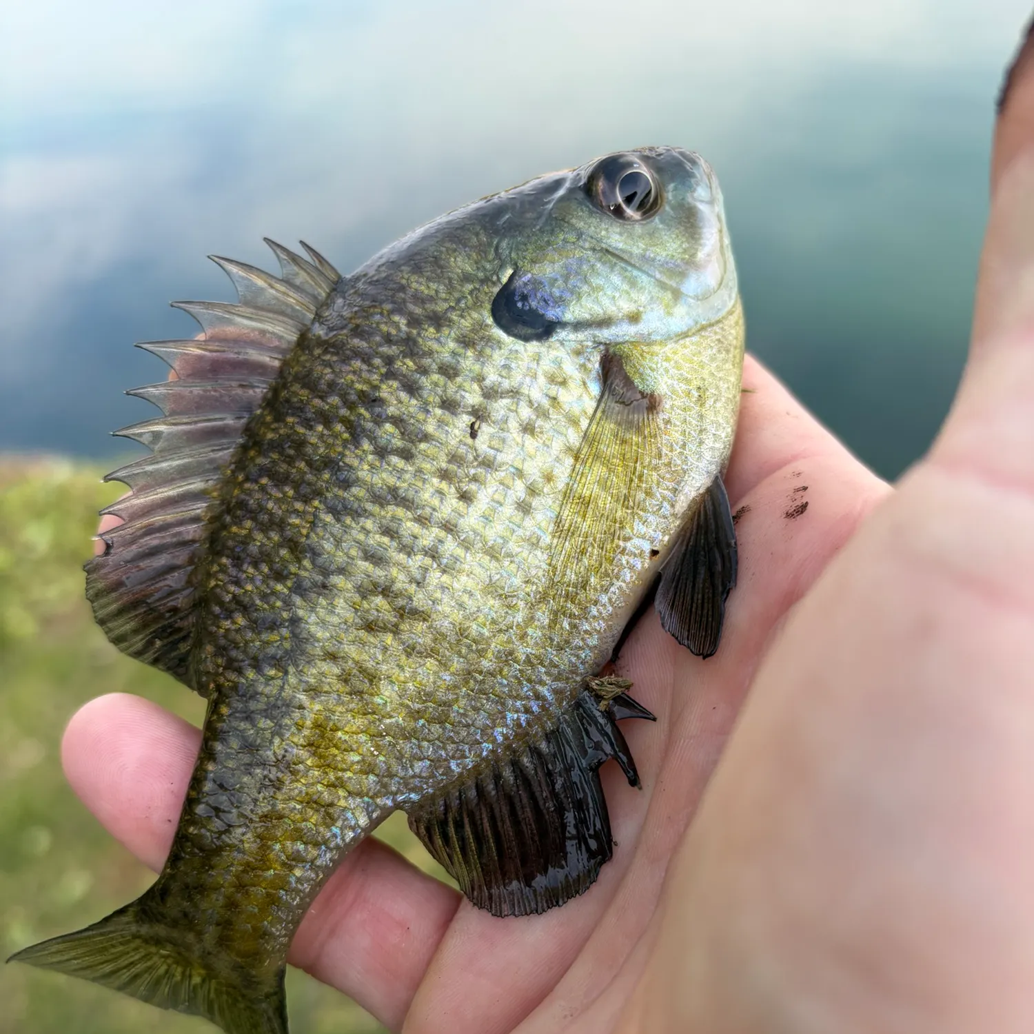 Bluegill caught on Fishbrain