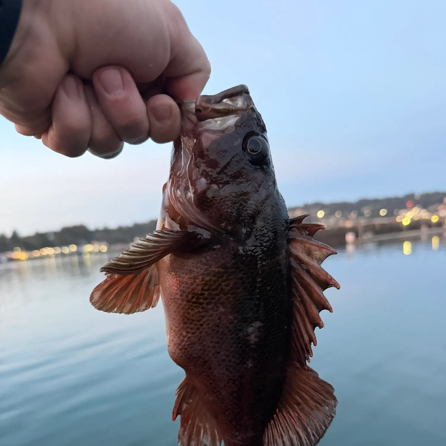 Copper rockfish caught on Fishbrain