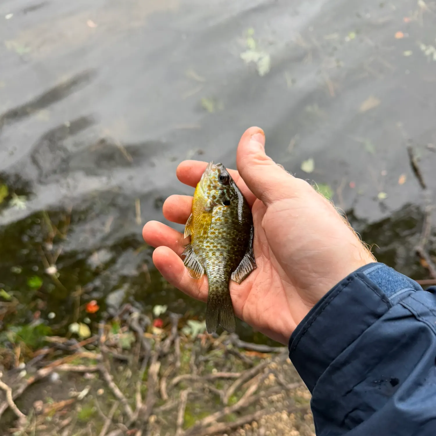 Pumpkinseed caught on Fishbrain