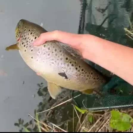 Brown trout caught on Fishbrain